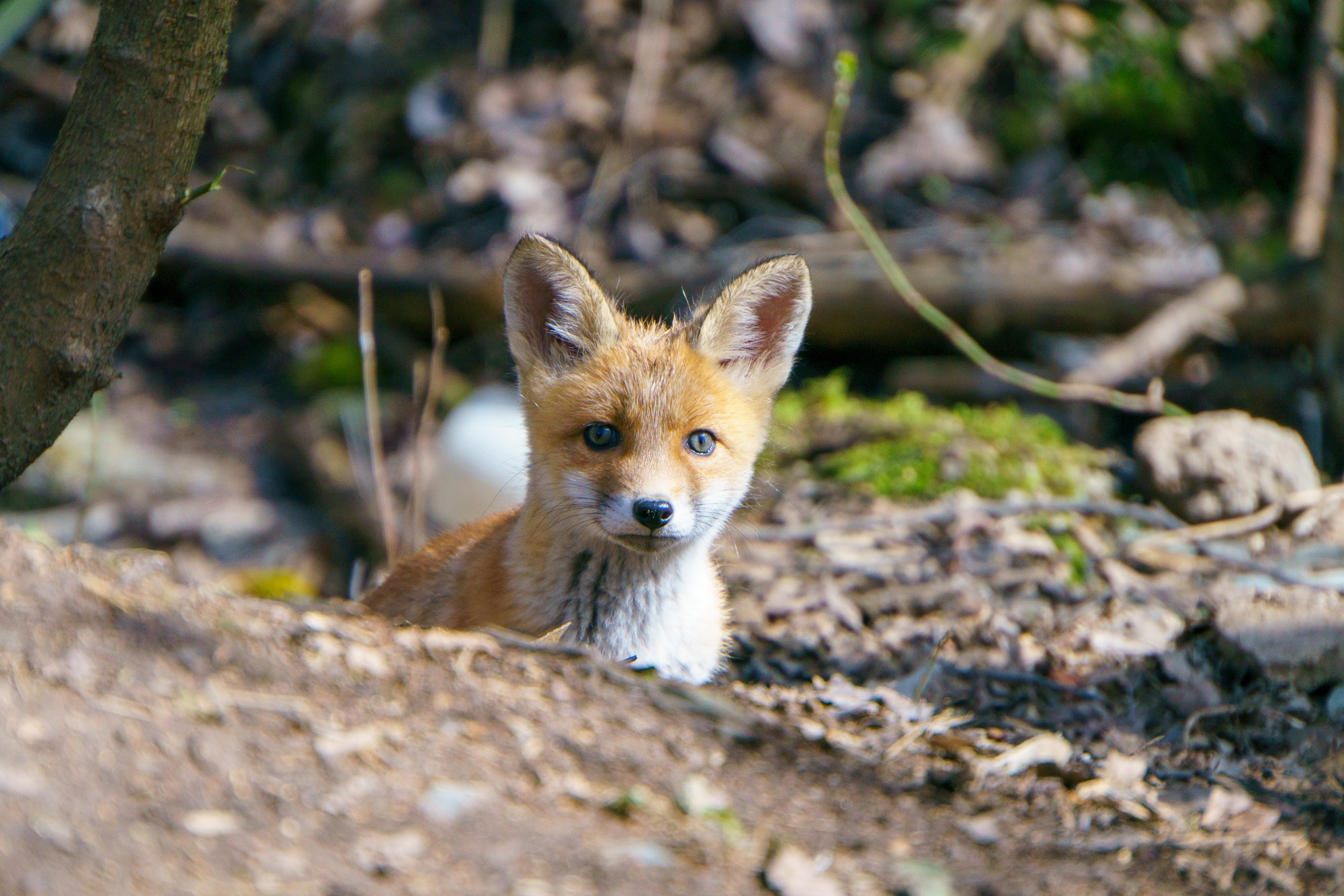 Животные. Ваш личный фотограф Марина Волкова
