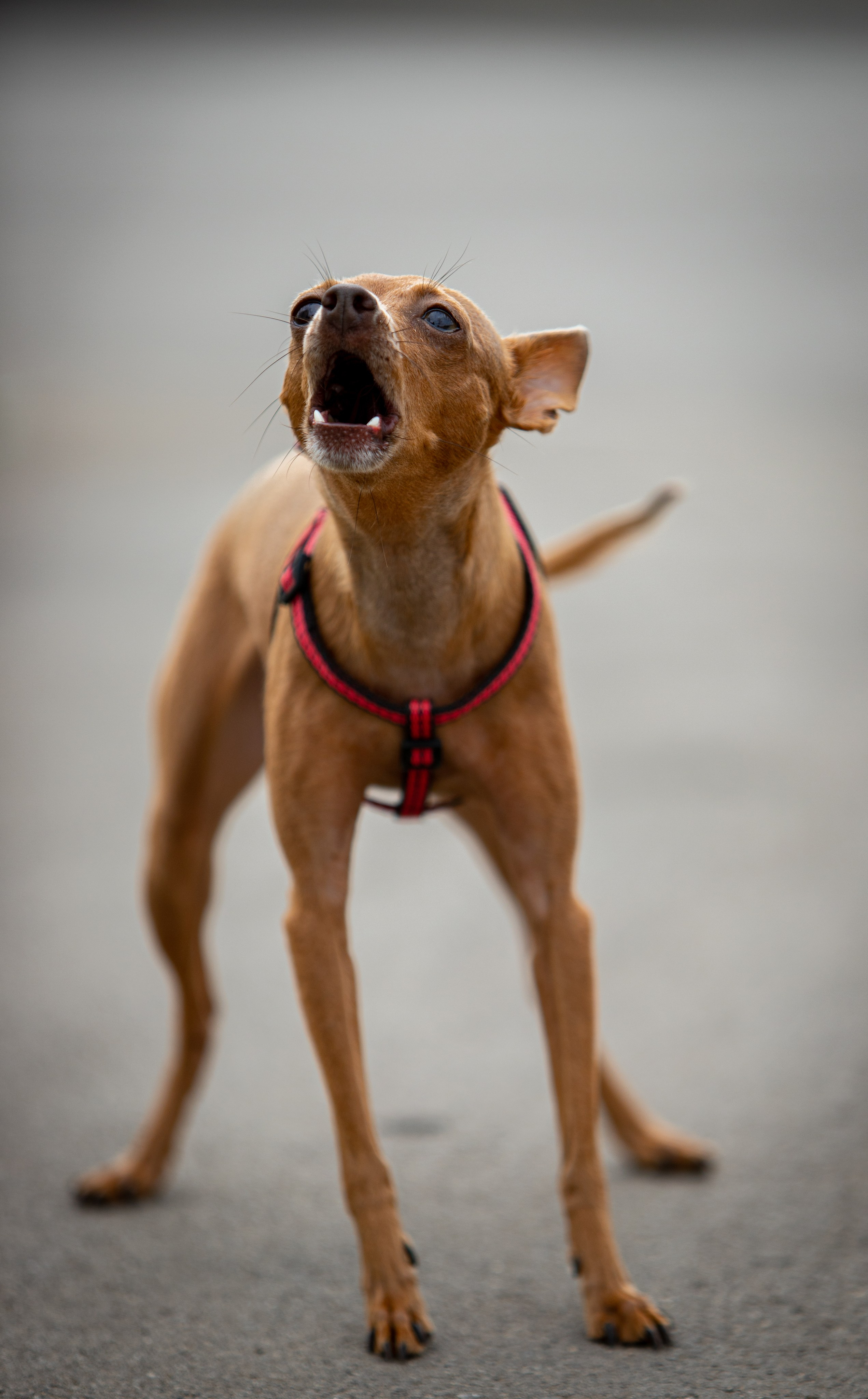 Животные. Артём Голдов — Портретный фотограф ✦ Кошелев Парк ✦ Самара