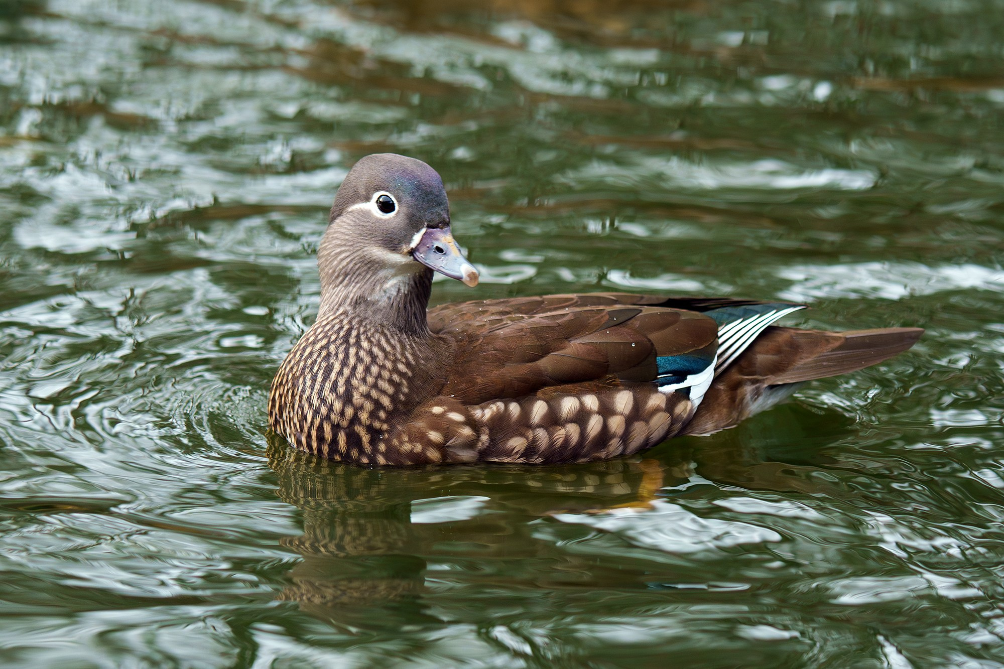 Удивительные мир птиц. Вокруг нас столько прекрасного — присмотритесь!. Ваш личный фотограф Марина Волкова