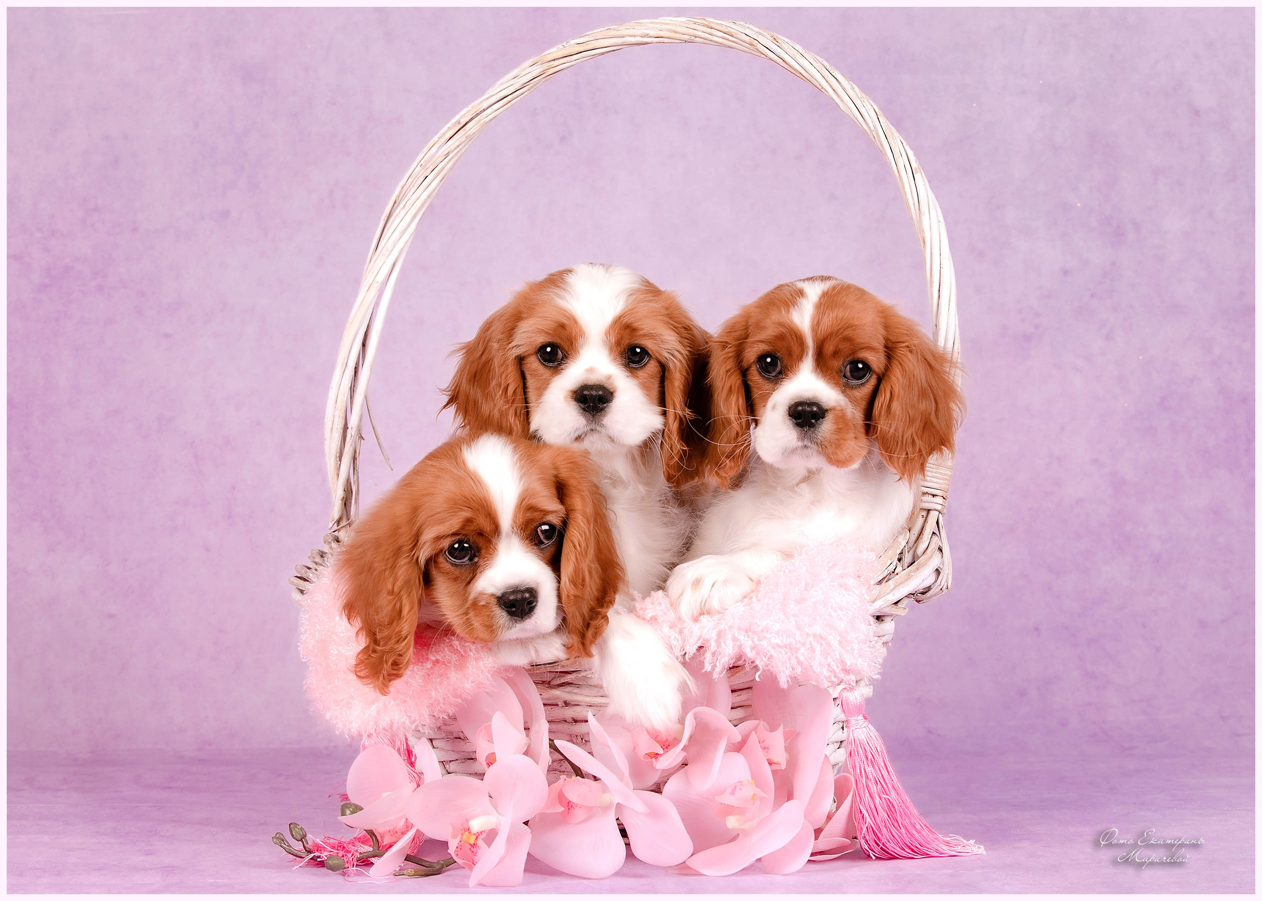 Галерея щенков. Фотограф-анималист в Омске Екатерина Маричева