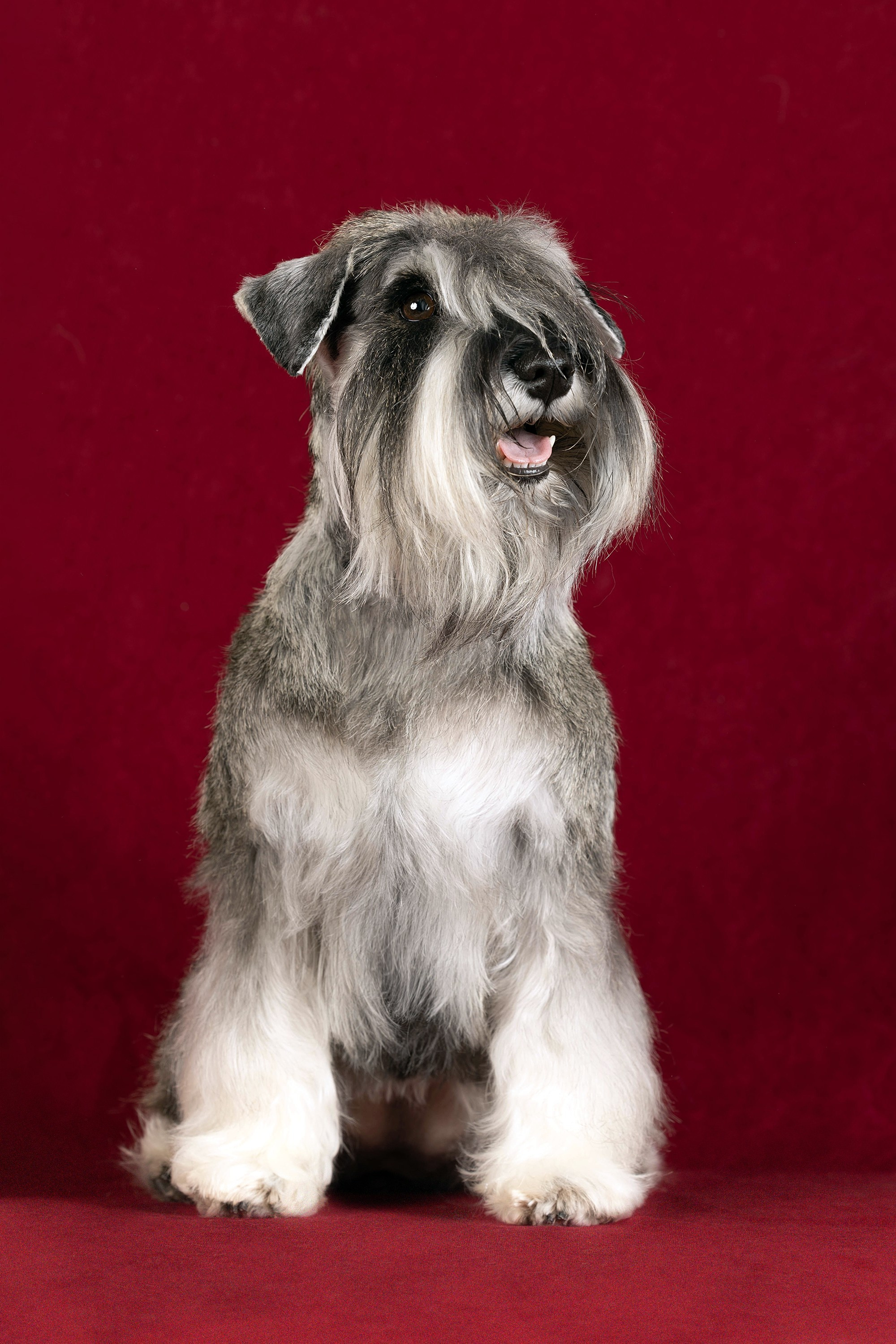 Стендовая съёмка на выставках собак. Фотограф-анималист в Омске Екатерина Маричева