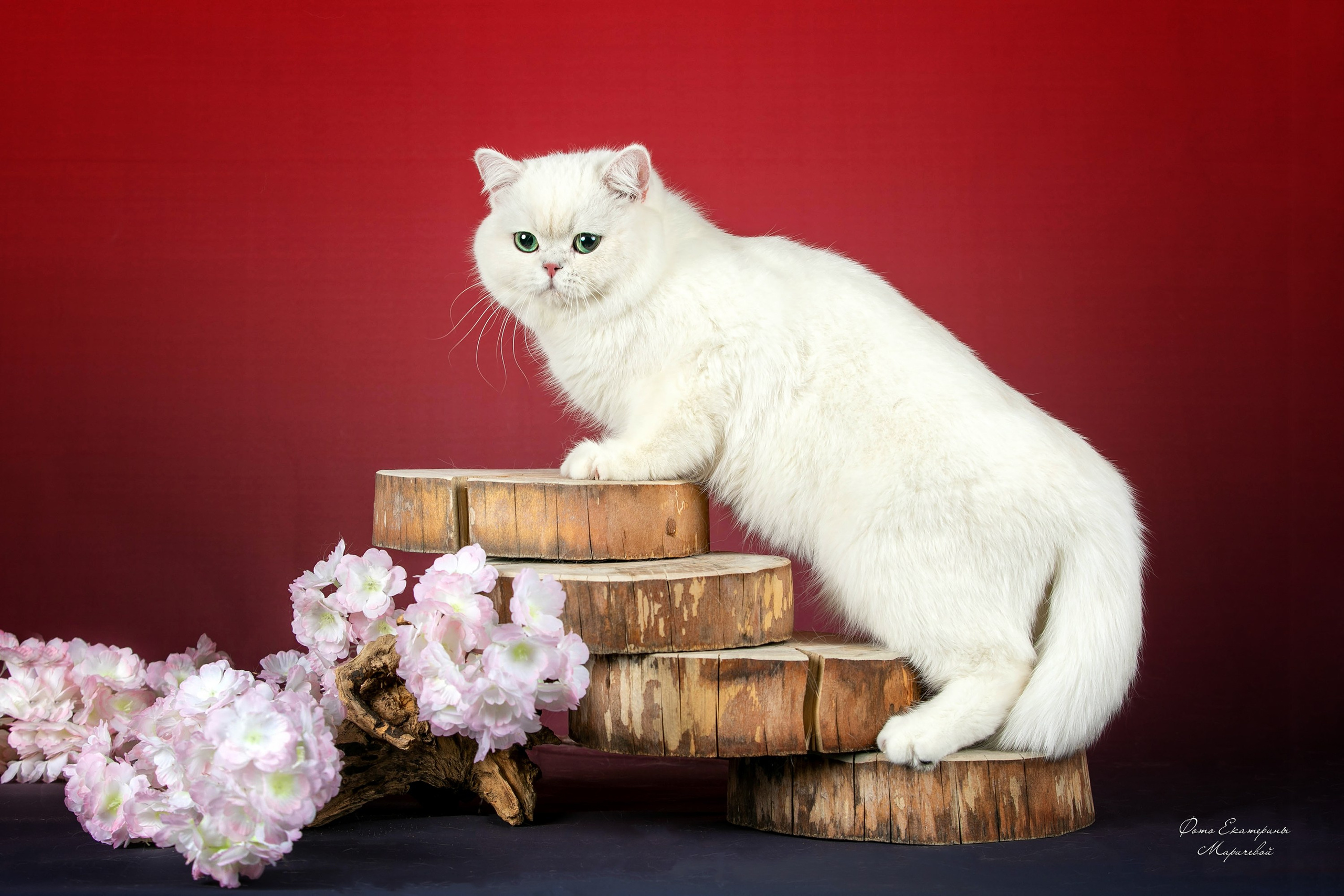 Стендовая съёмка на выставках кошек. Фотограф-анималист в Омске Екатерина Маричева