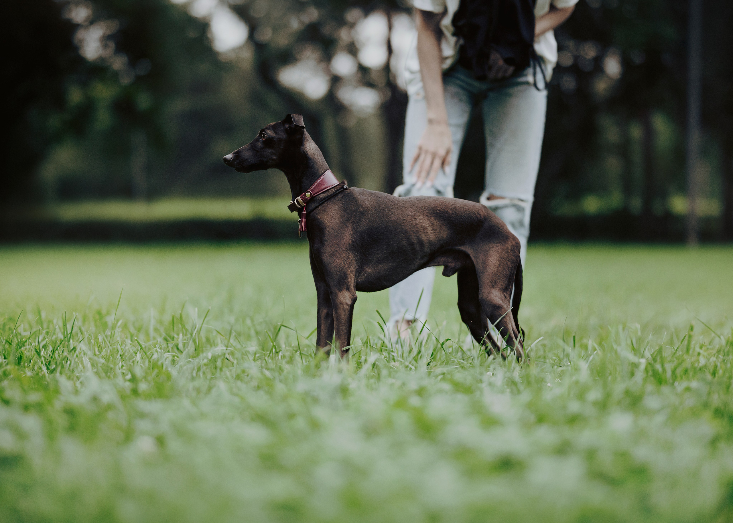 Дофи. Фотограф- анималист Александра Матвеева