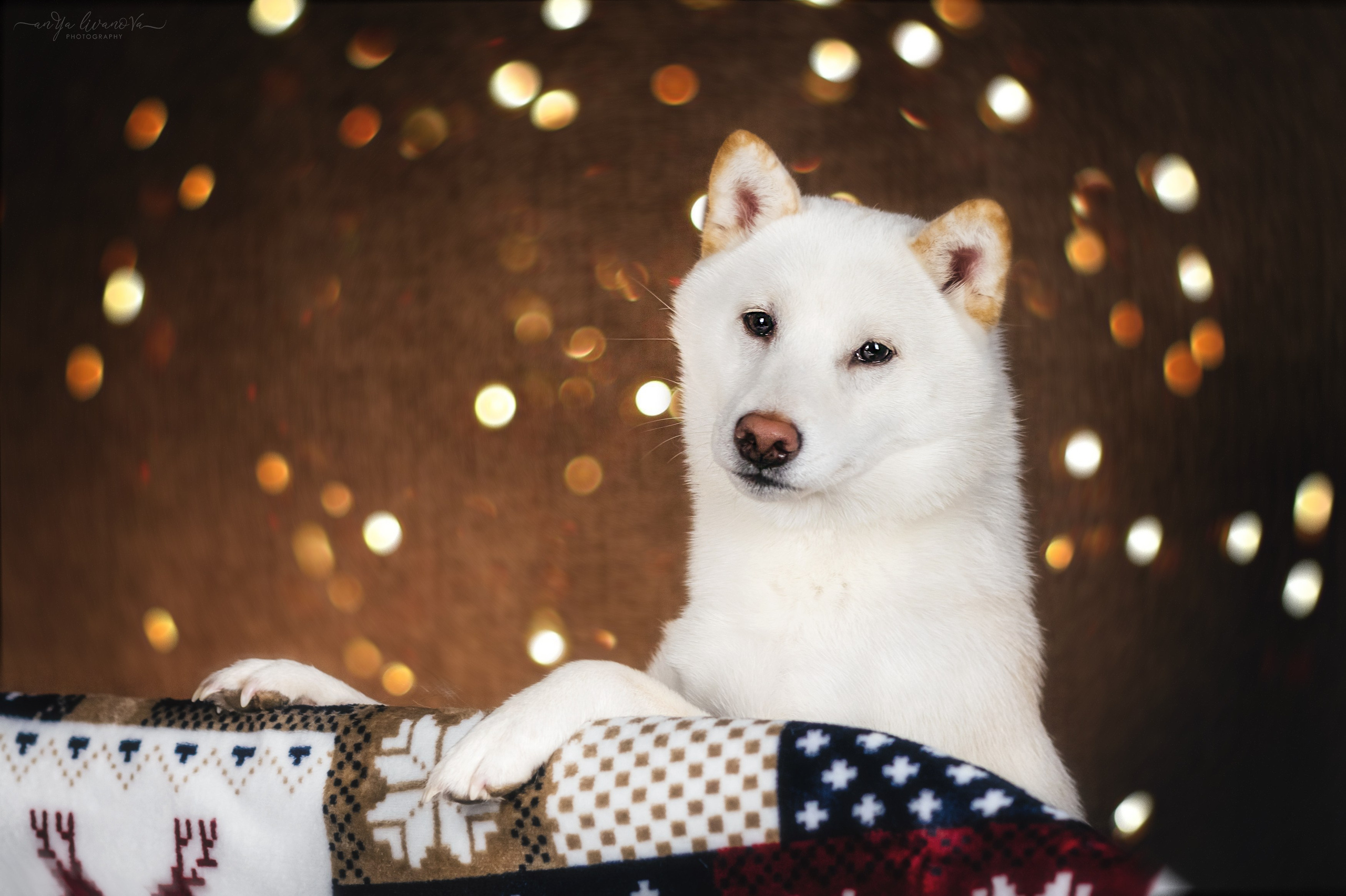 Новогодняя атмосфера в «Simply the Best». Фотограф анималист Аня Ливанова | Рыбинск