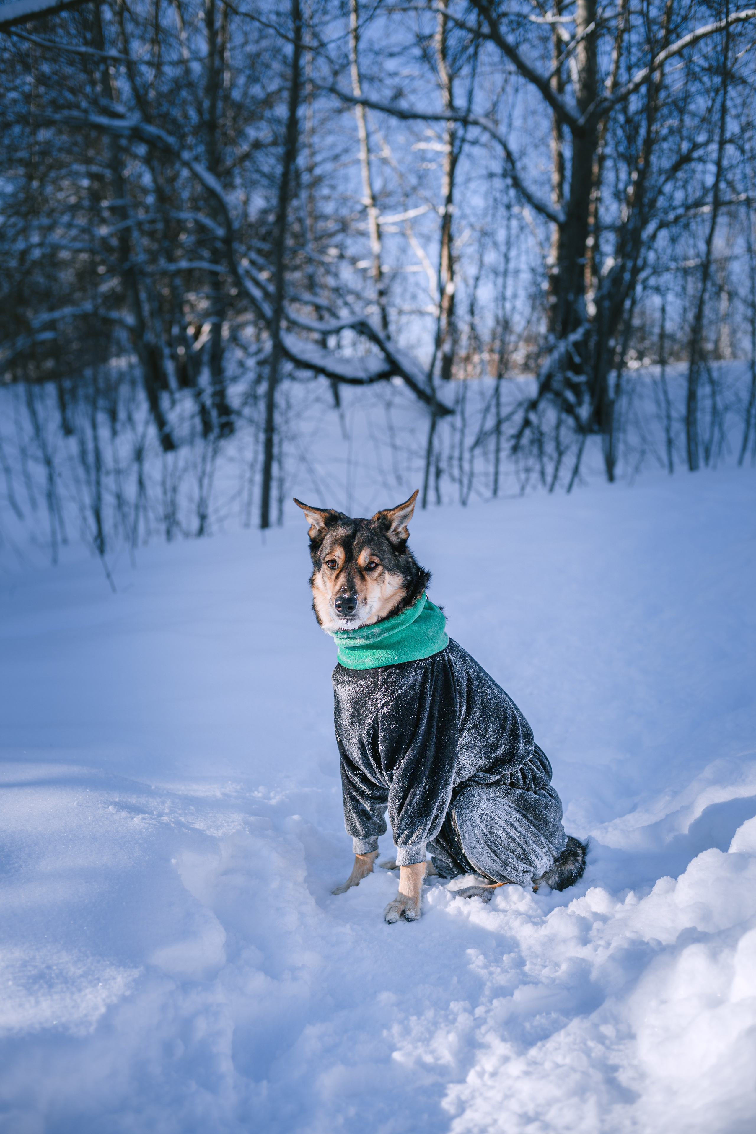 Зимняя экспресс съемка Дюка. Фотограф-анималист Татьяна Степанова