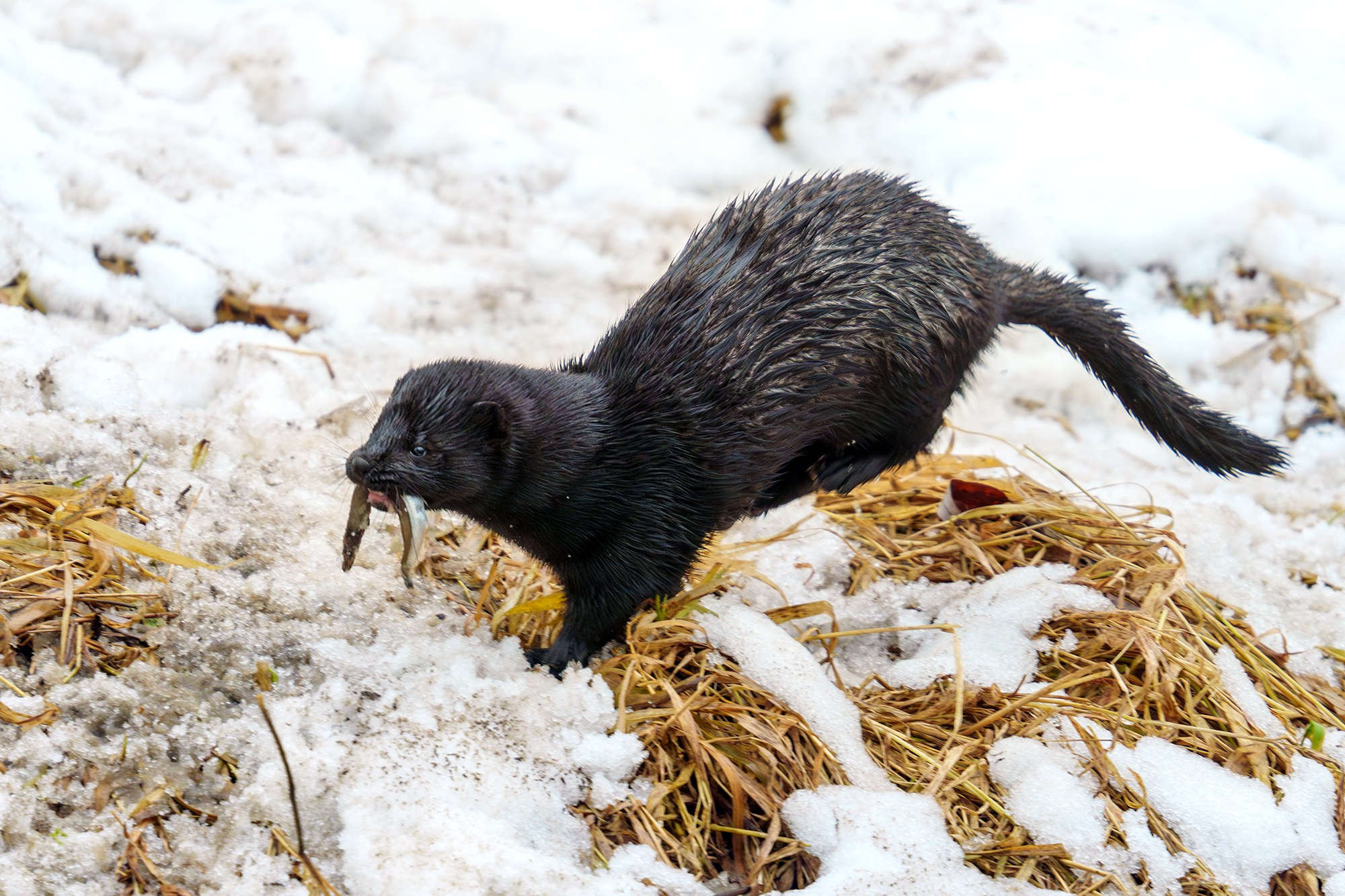 Животные. Ваш личный фотограф Марина Волкова