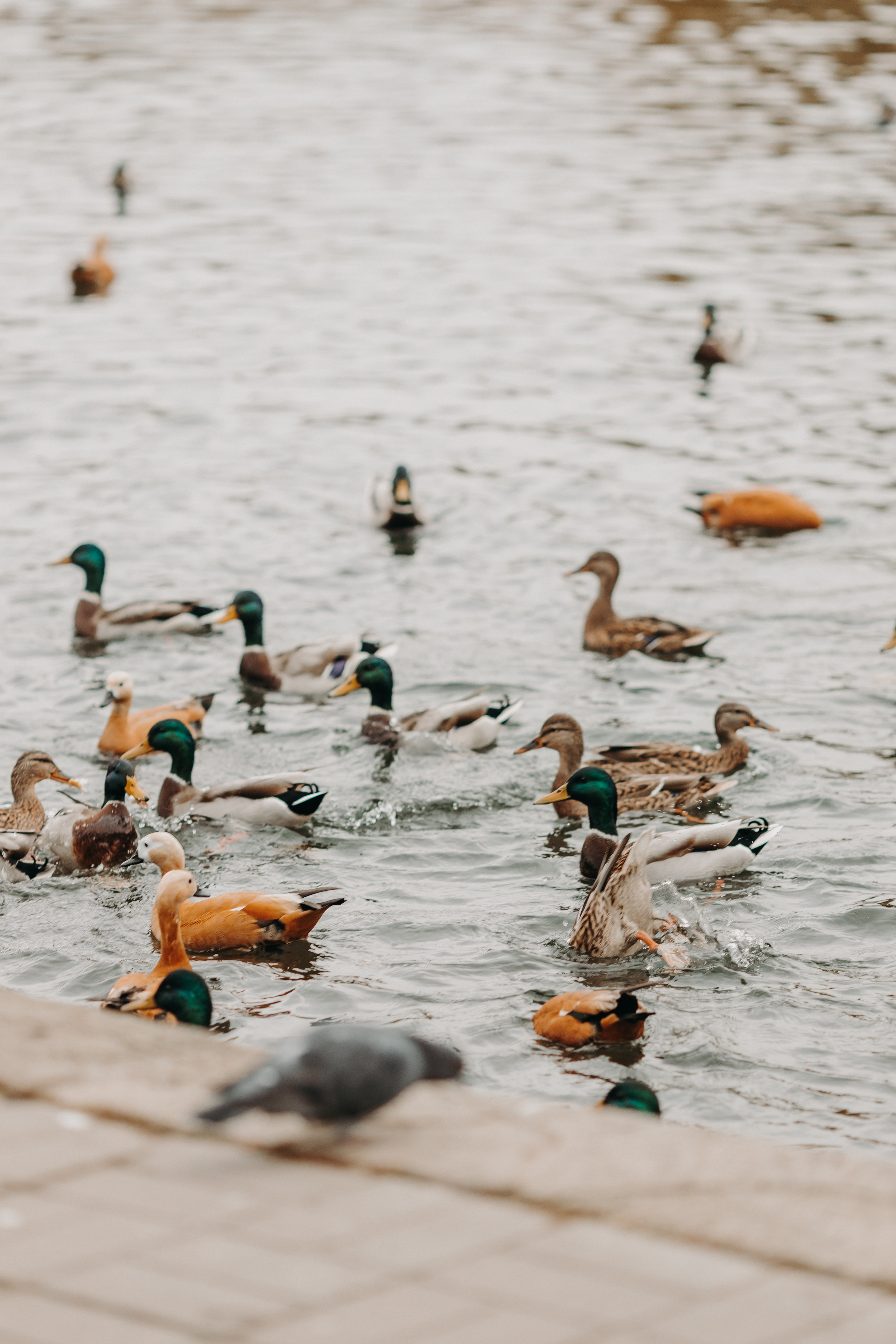 Алина, Андрей и мальчики. Анна Ларина — Lifestyle фотограф в Москве