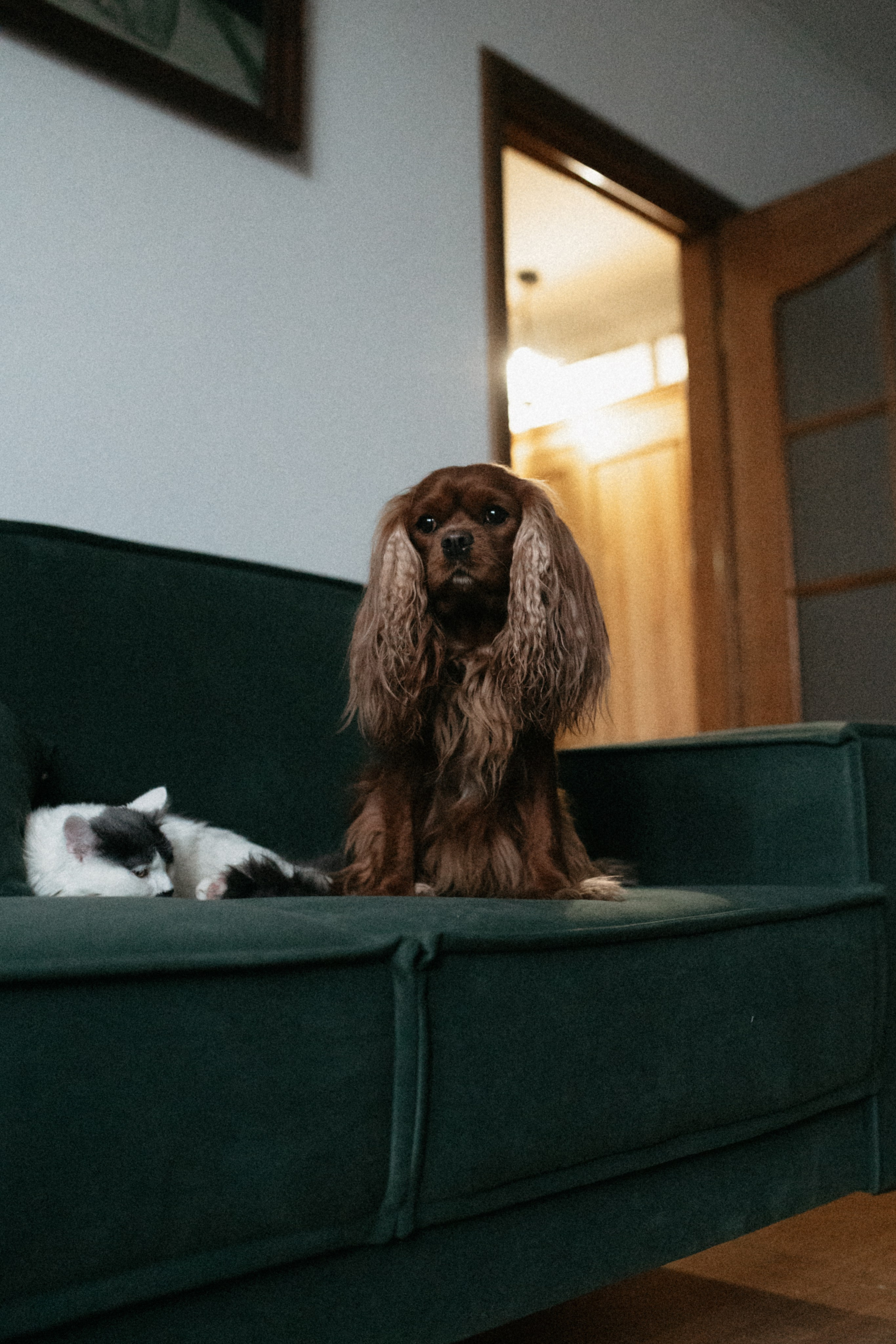 Оля и её меховая банда. Фотограф анималист в Москве Ольга Агушева