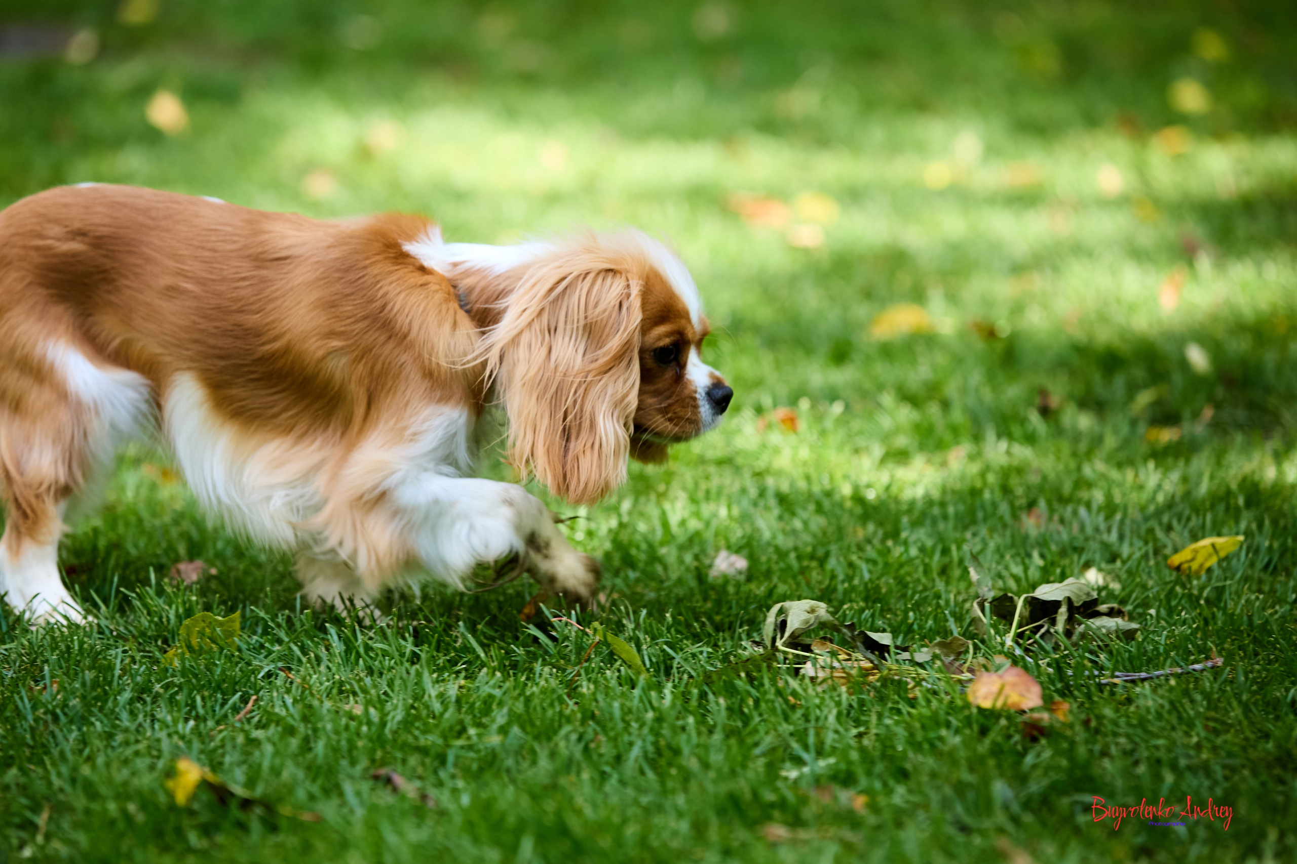 Фотопрогулка с кавалерами. Buyvolenko Andrey