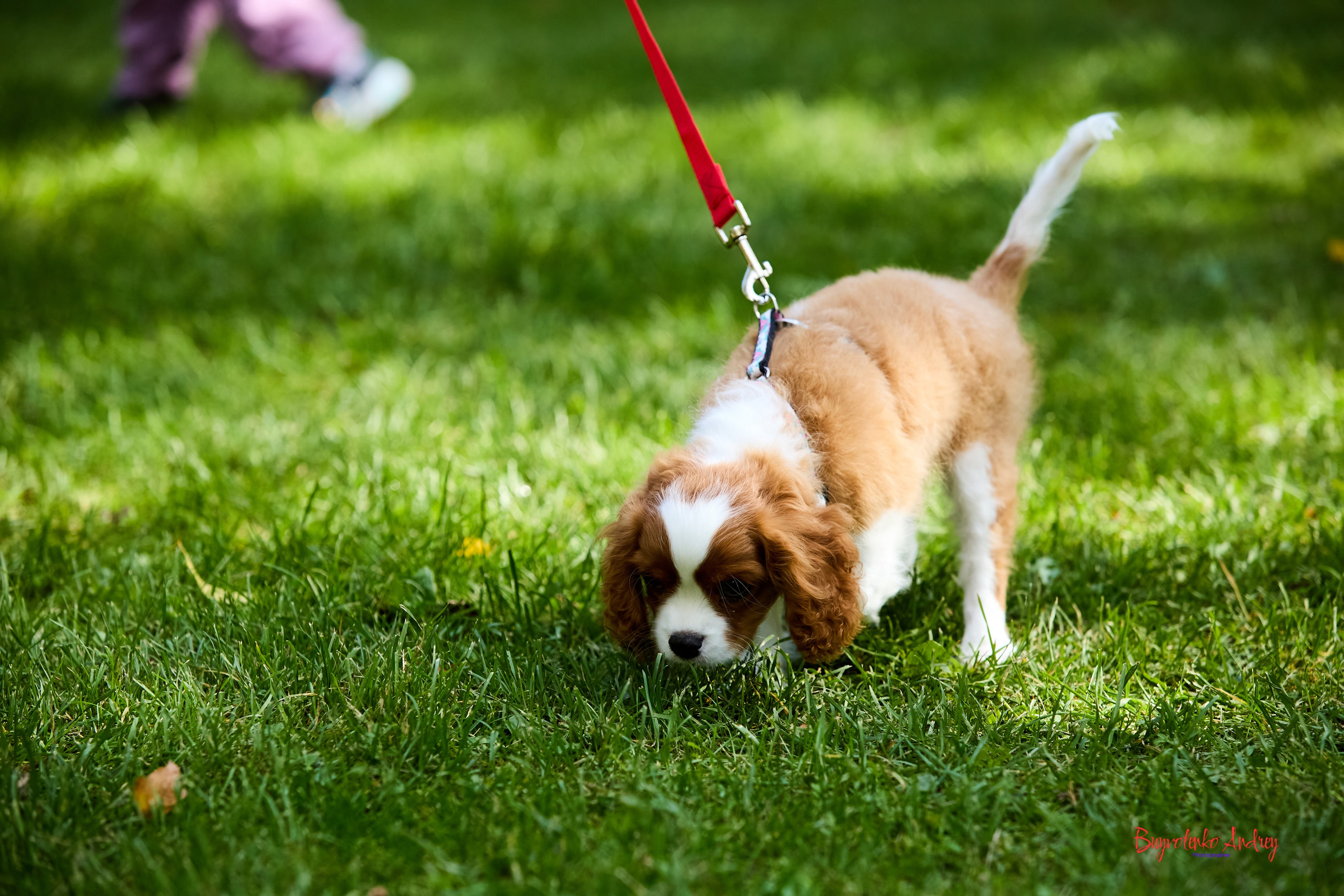 Фотопрогулка с кавалерами. Buyvolenko Andrey