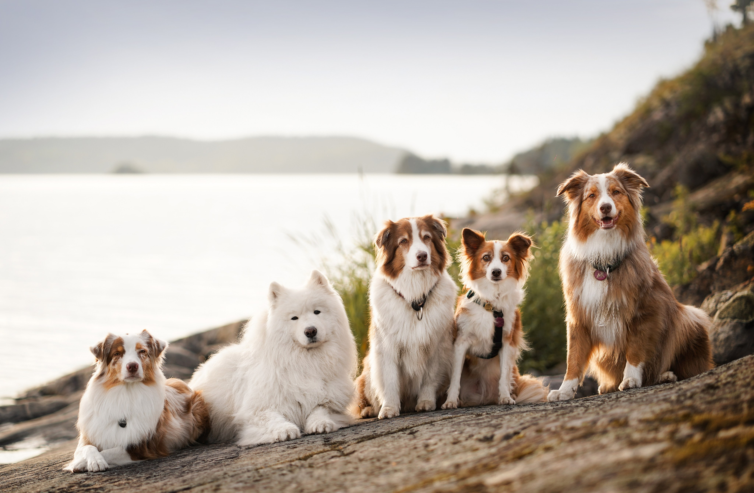 Карелия. Фотограф-анималист в Санкт-Петербурге Яна Мартынова