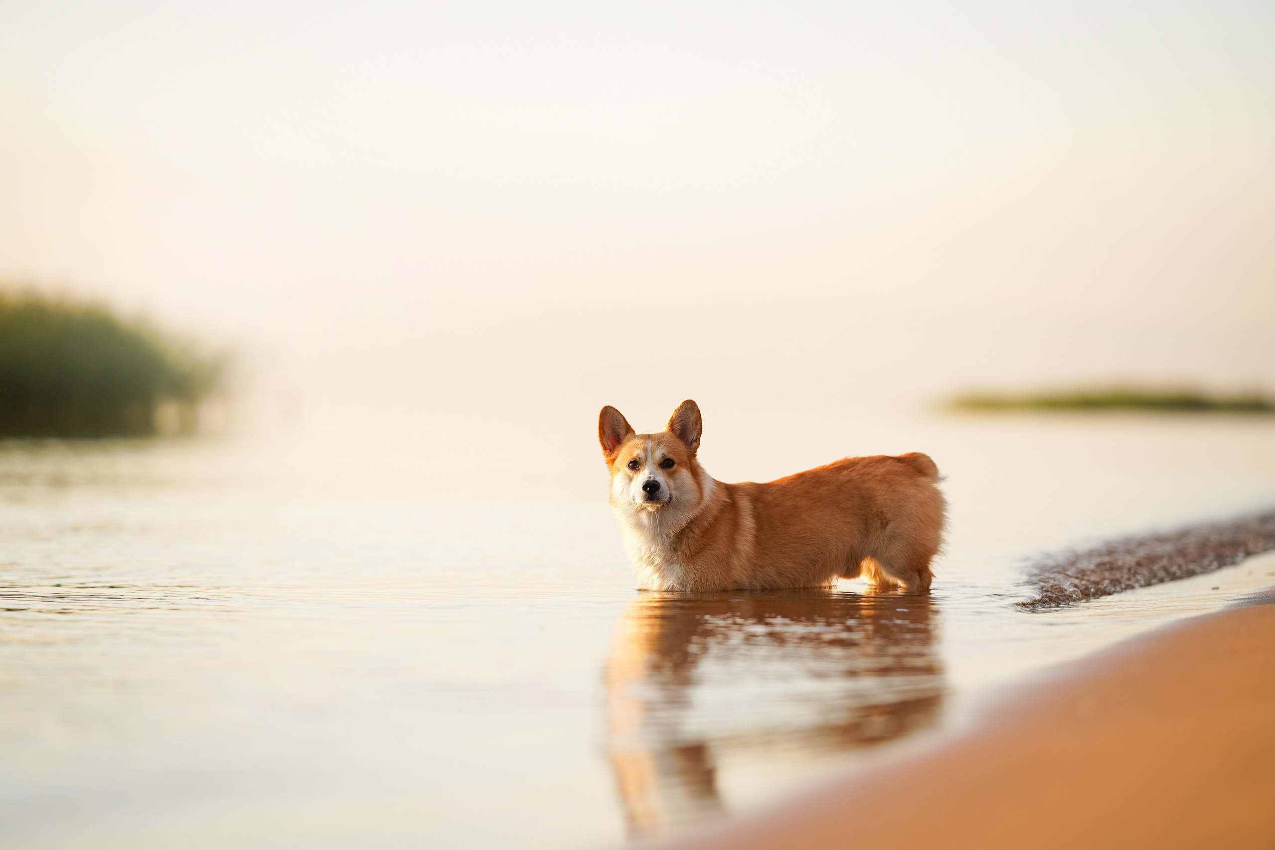 Таня и Оливер. Фотограф-анималист в Санкт-Петербурге Яна Мартынова
