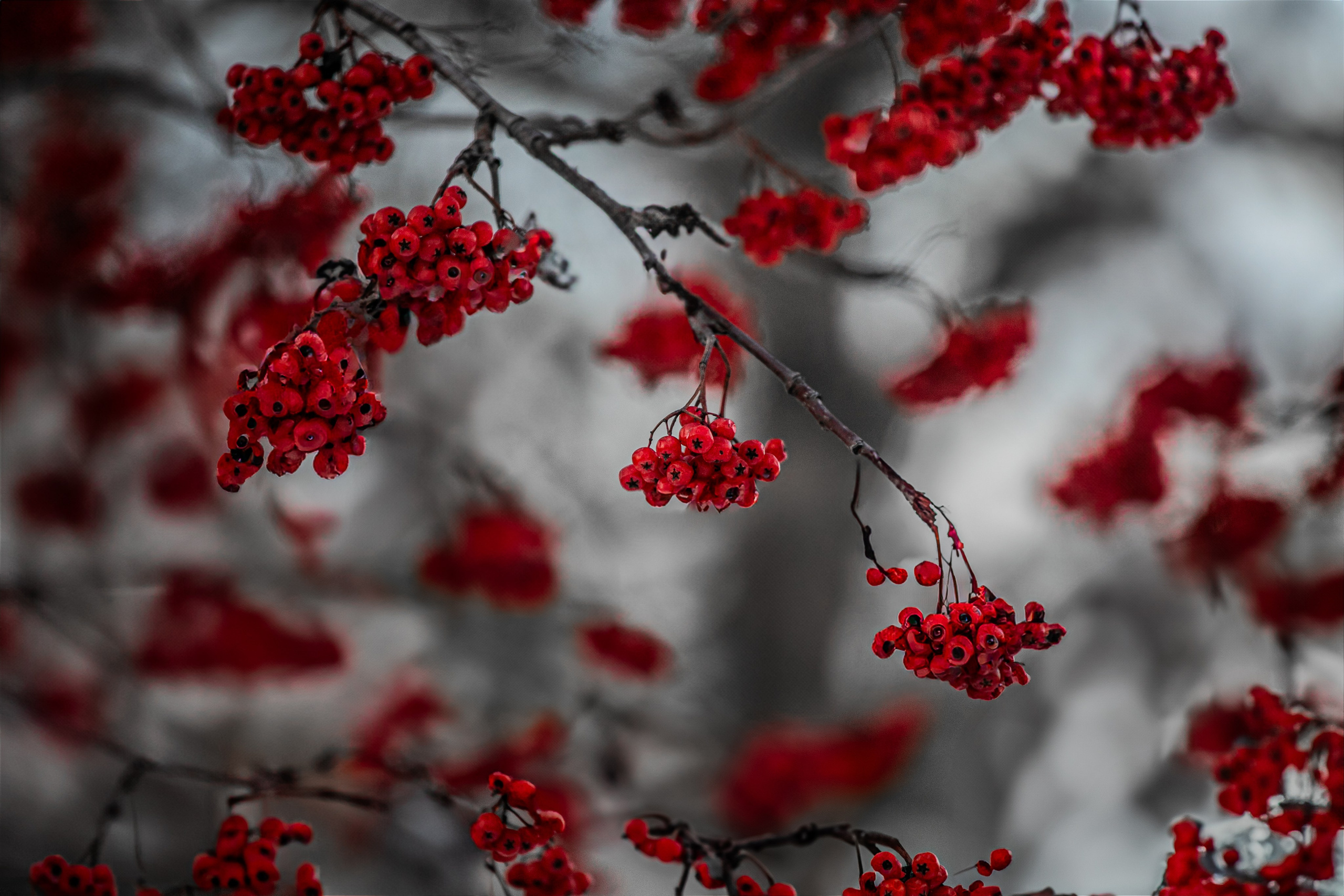 Времена года. Фотограф Елена Вишневская (Ушакова) Нефтеюганск, Сургут, Тюмень
