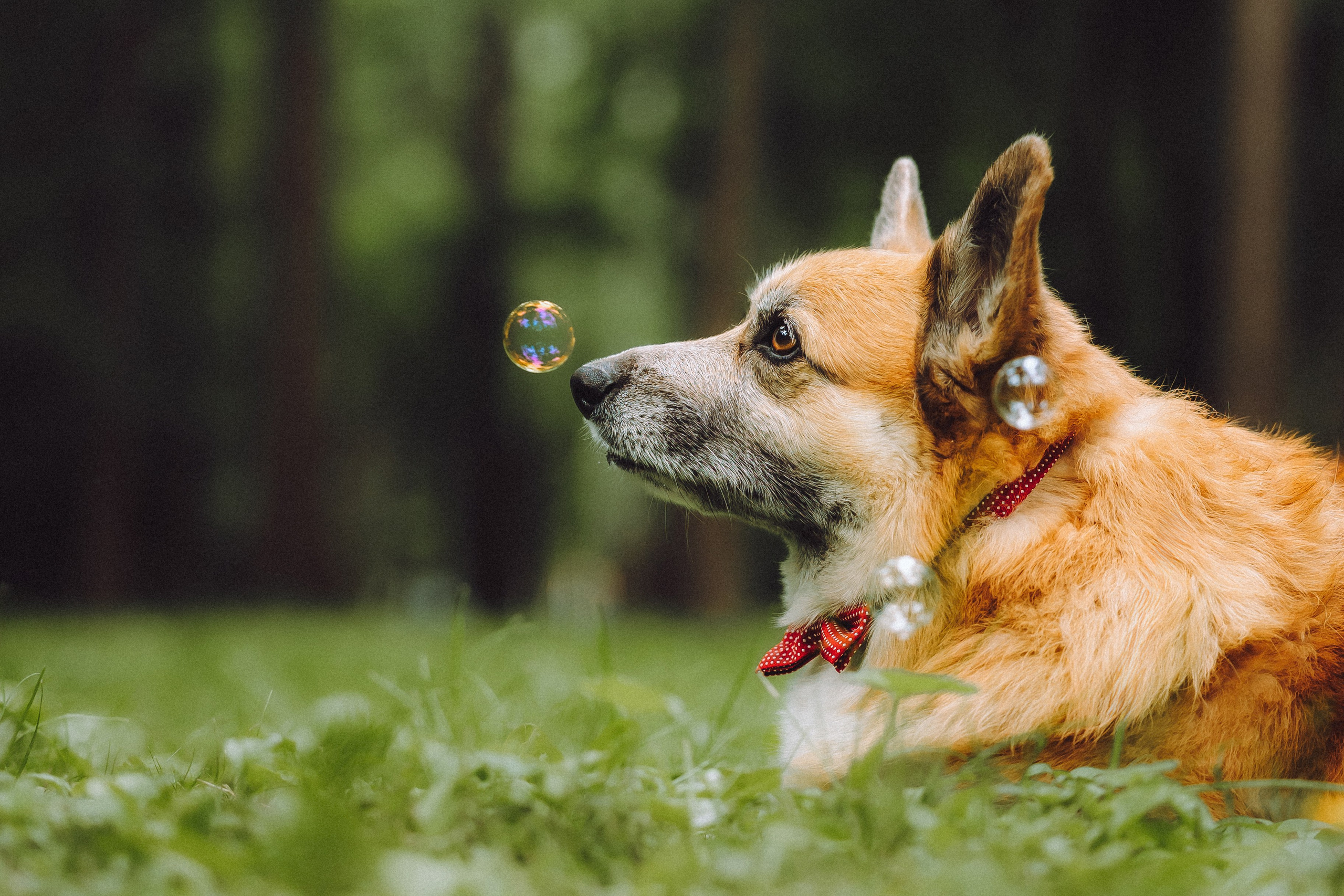 Ира, Леша и Харли