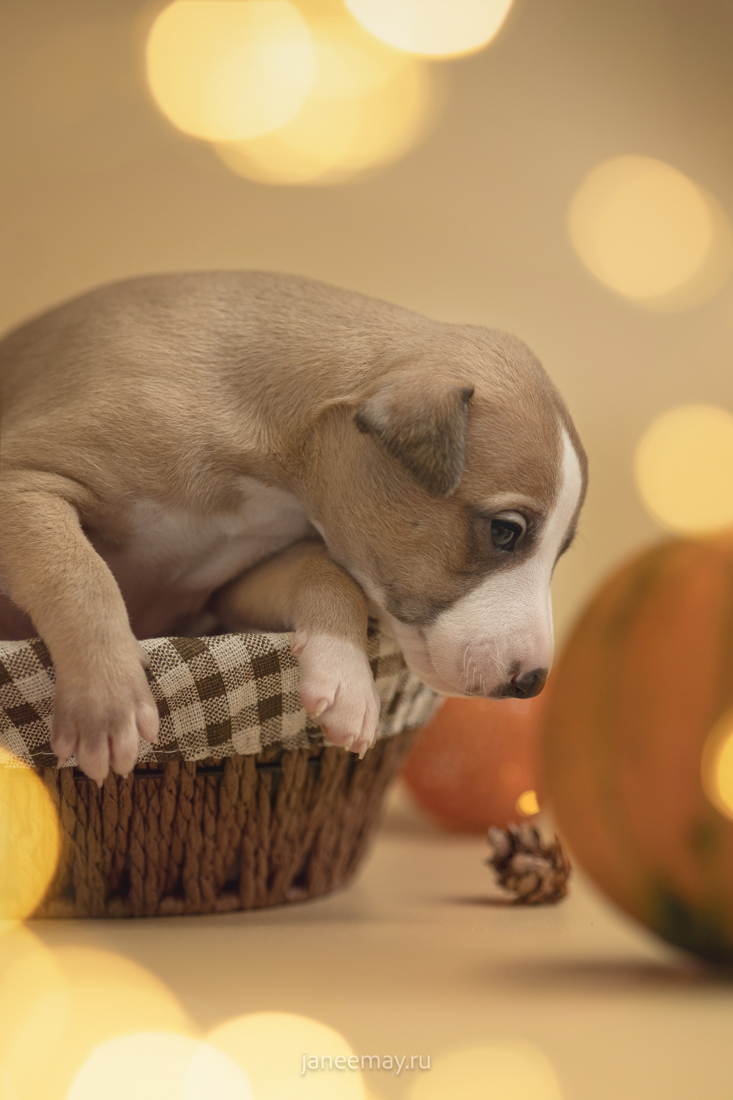 Малыши уиппеты Великбековых. Фотограф анималист в Москве Майорова Евгения