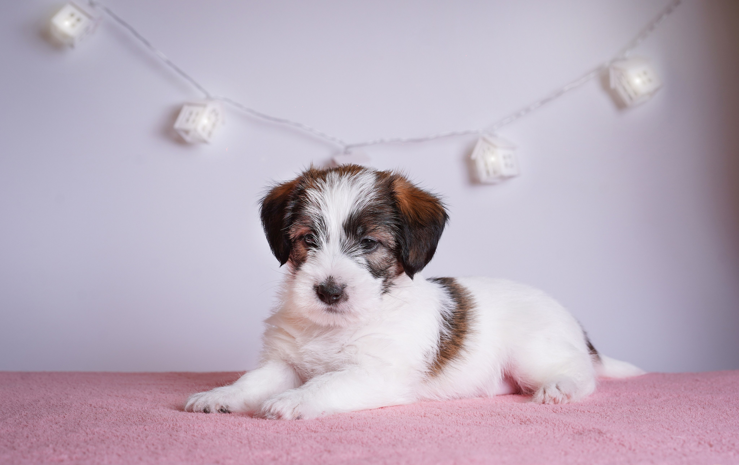 Щенки джек-рассела. Фотограф-анималист в Санкт-Петербурге Яна Мартынова