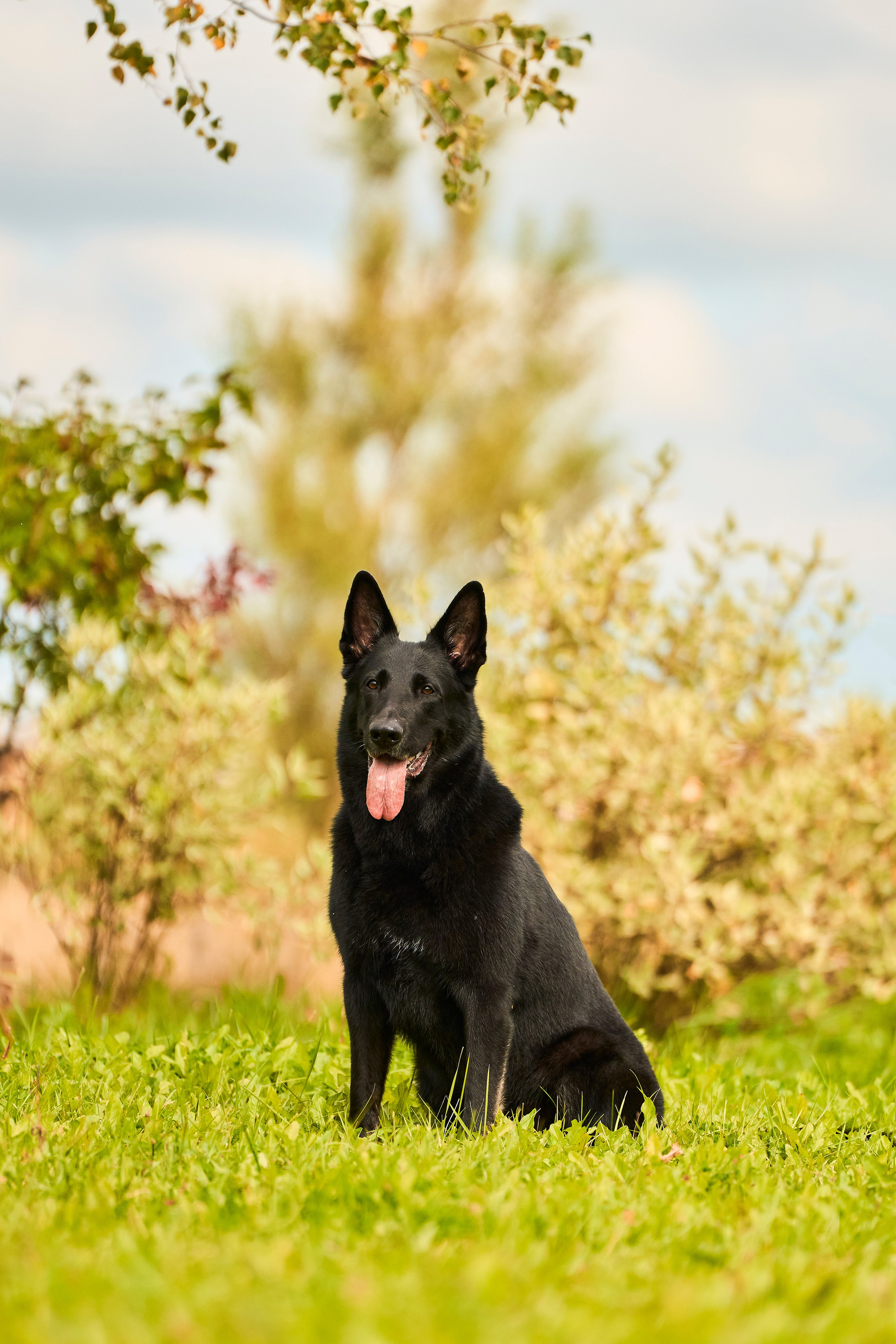 Фотосессия ваших питомцев. Женский и свадебный фотограф в Москве Елена Тараскина