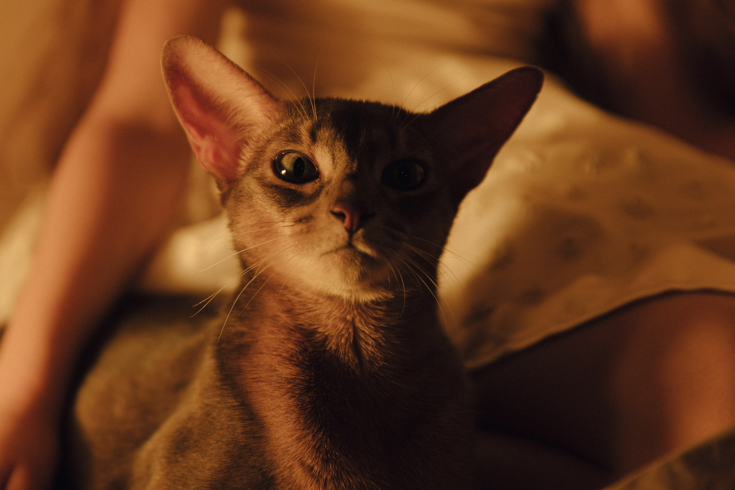 Домашний вайб. Свадебный и семейный фотограф в Красноярске Абраменко Настя