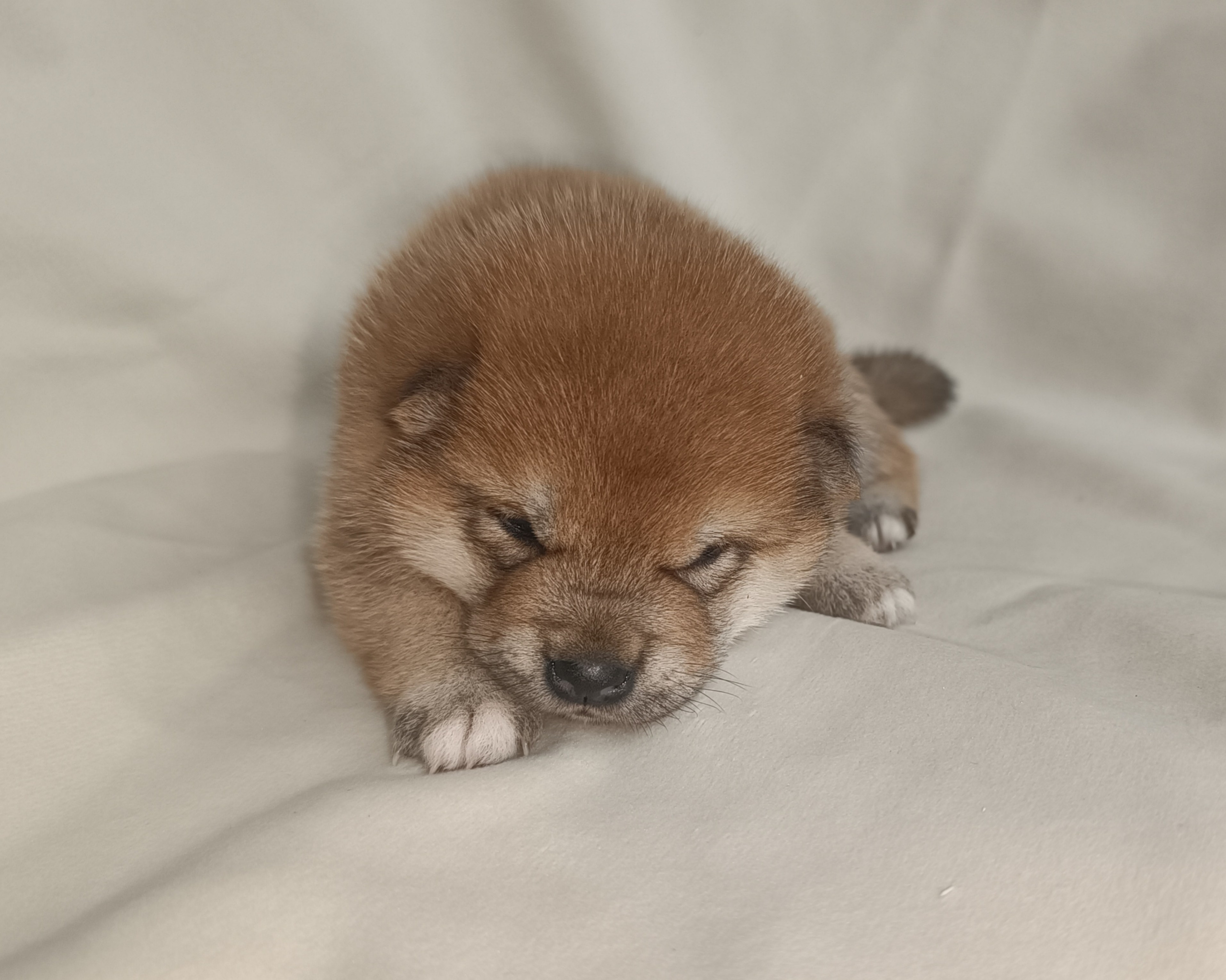 сиба питомник Рубилайт щенки на продажу rubylight  сиба щенки купить СПб Санкт-Петербург 