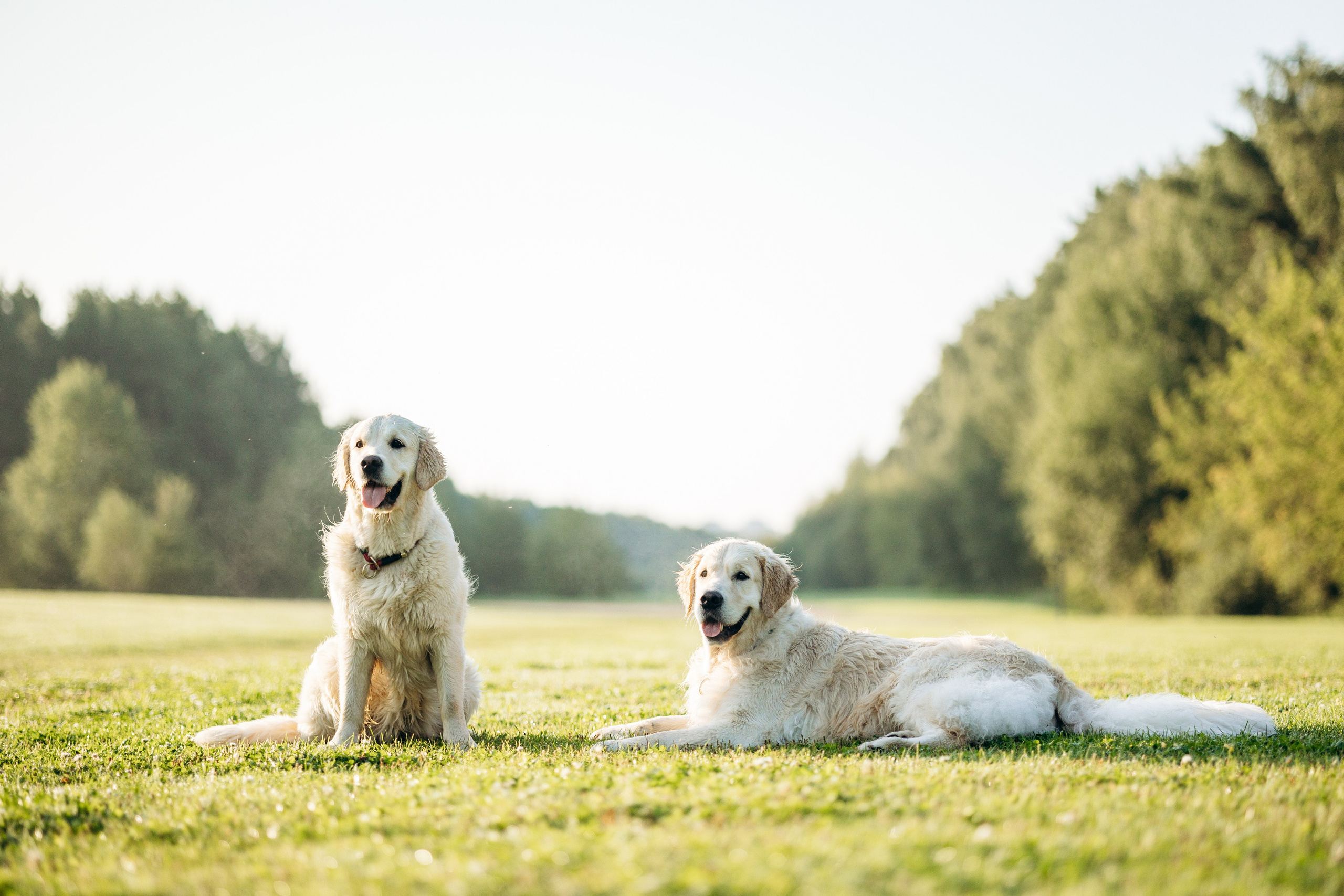 Ирина и ее золотинки. Фотограф — Анималист | Санкт-Петербург