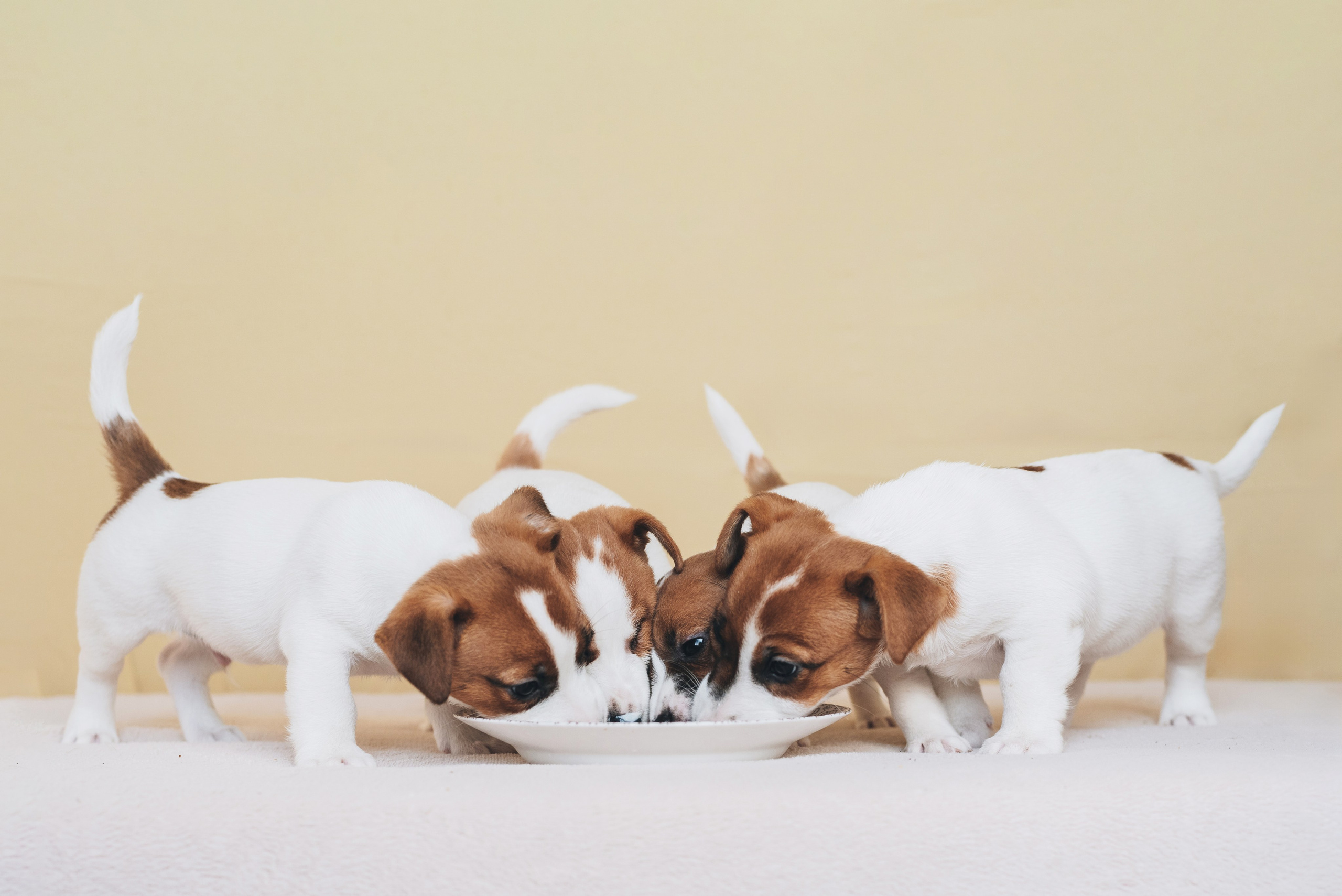 Jack Russell Terrier. Natalia Finch Photography — Family, Kids & Pet Photographer in Chicago, IL