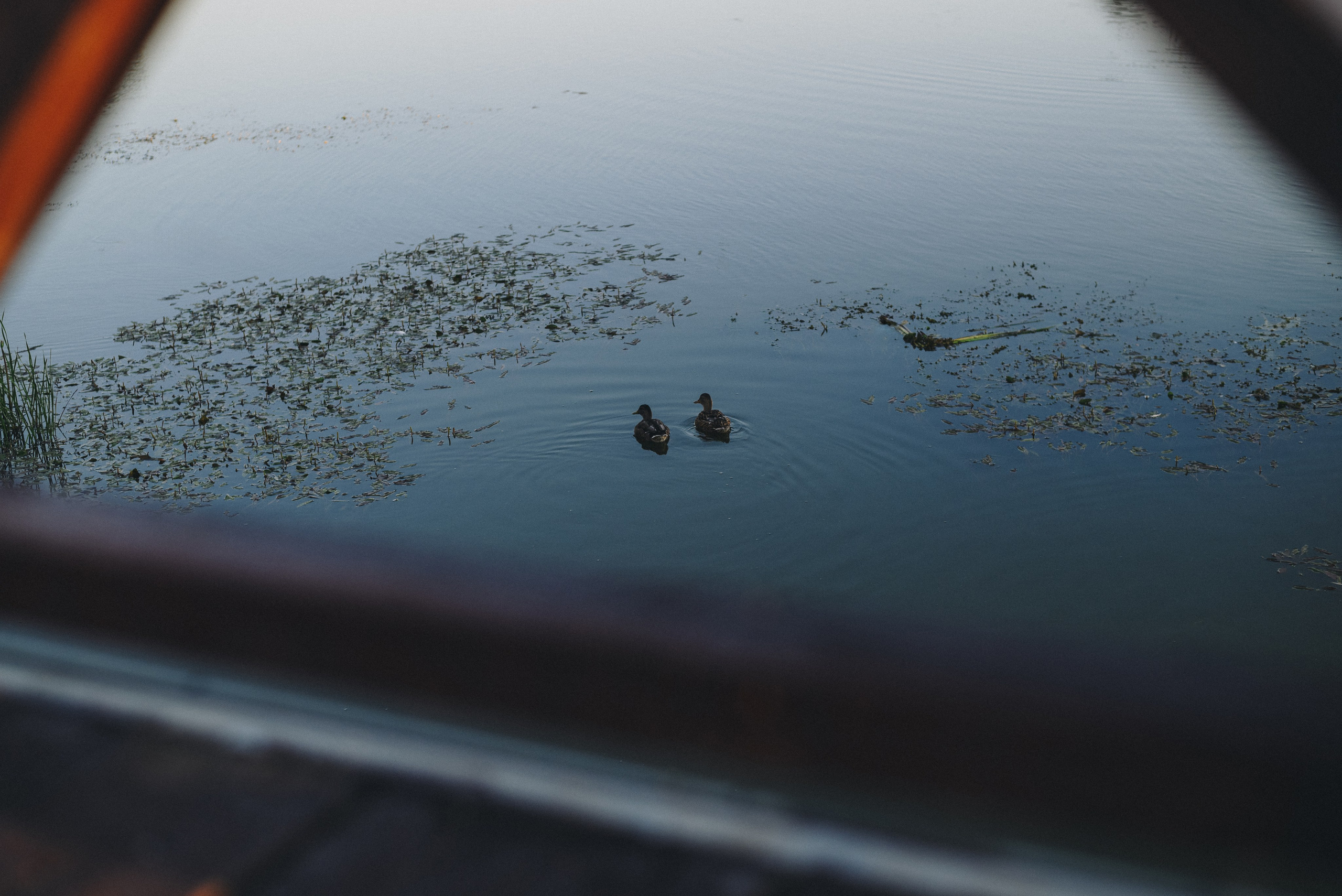 Ksenia & Archie. Natalia Finch Photography — Family, Kids & Pet Photographer in Chicago, IL