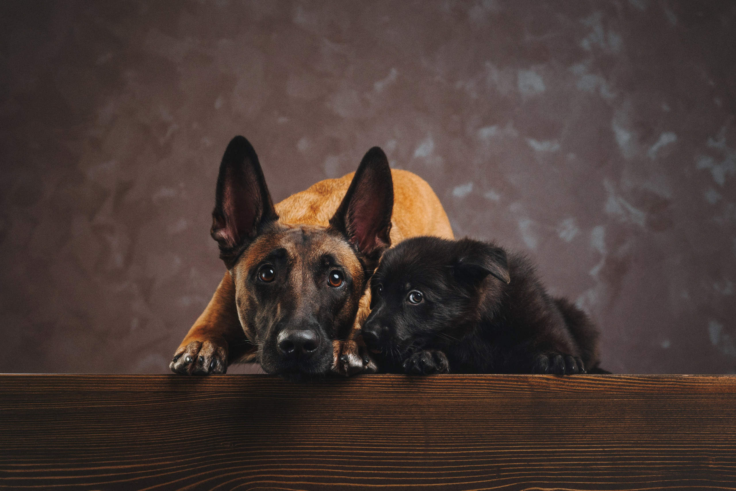Аня и Базилика. Фотограф анималист Осипчикова Мария