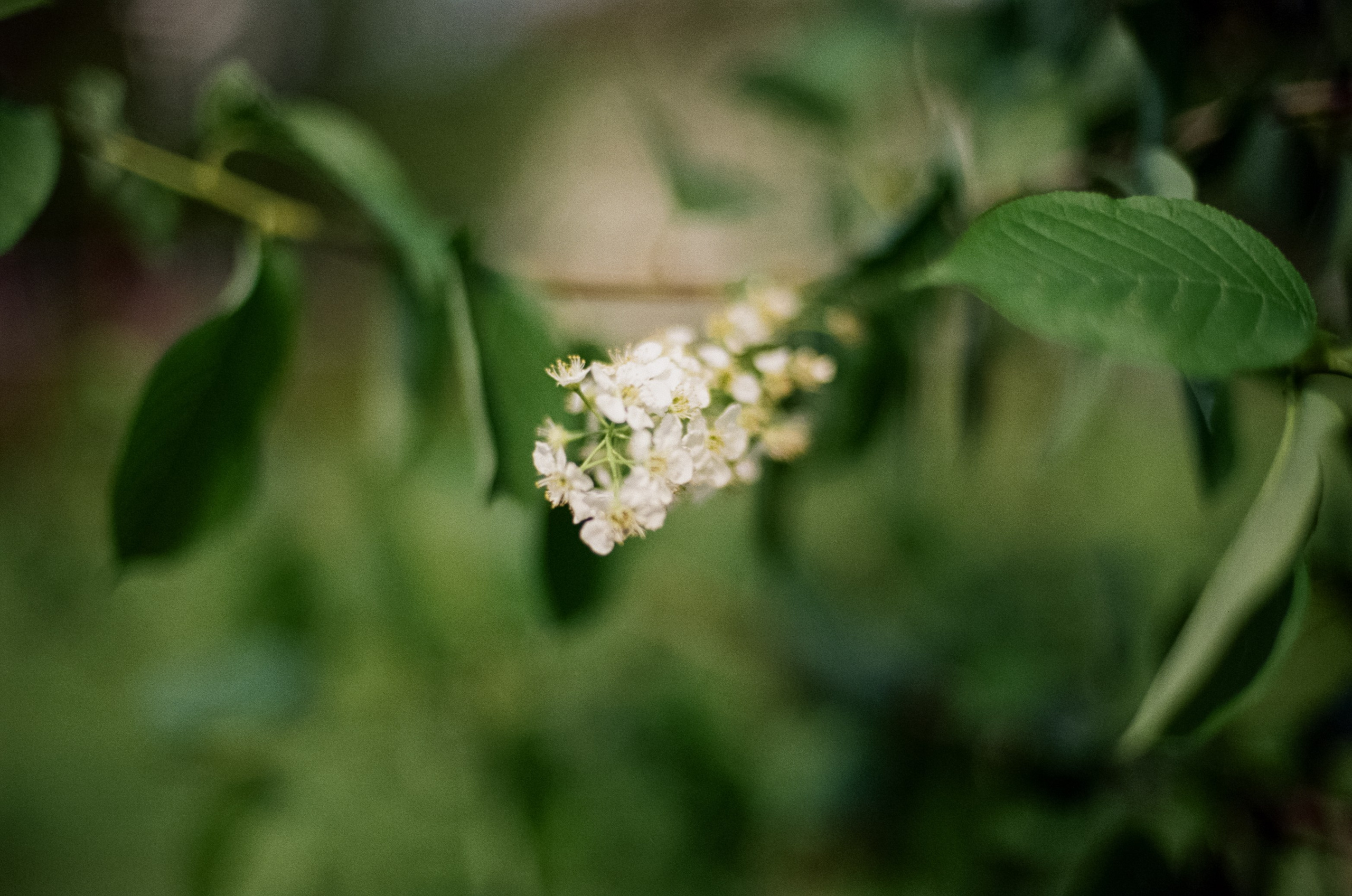 Nikon F100 — Micro-Nikkor-P.C Auto 55 mm f3.5 | май 2025 года | Давыдовское