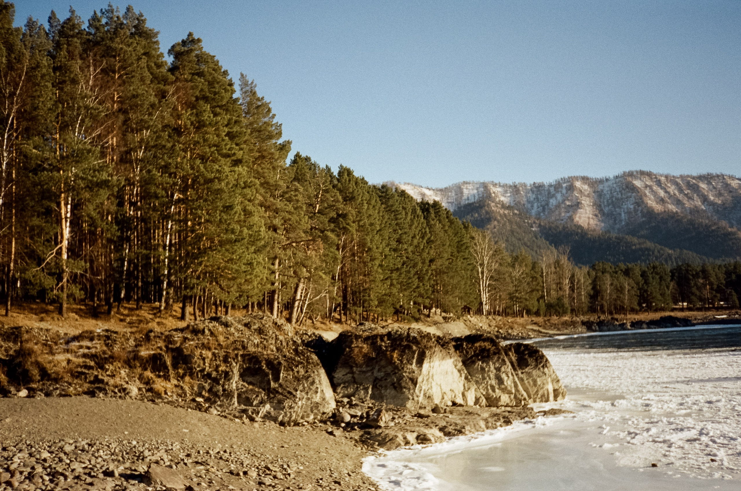 Зимняя Катунь: острова, льды, скалы у базы Берель. Зеленые сосны и. Фотограф-документалист Мария Осокина