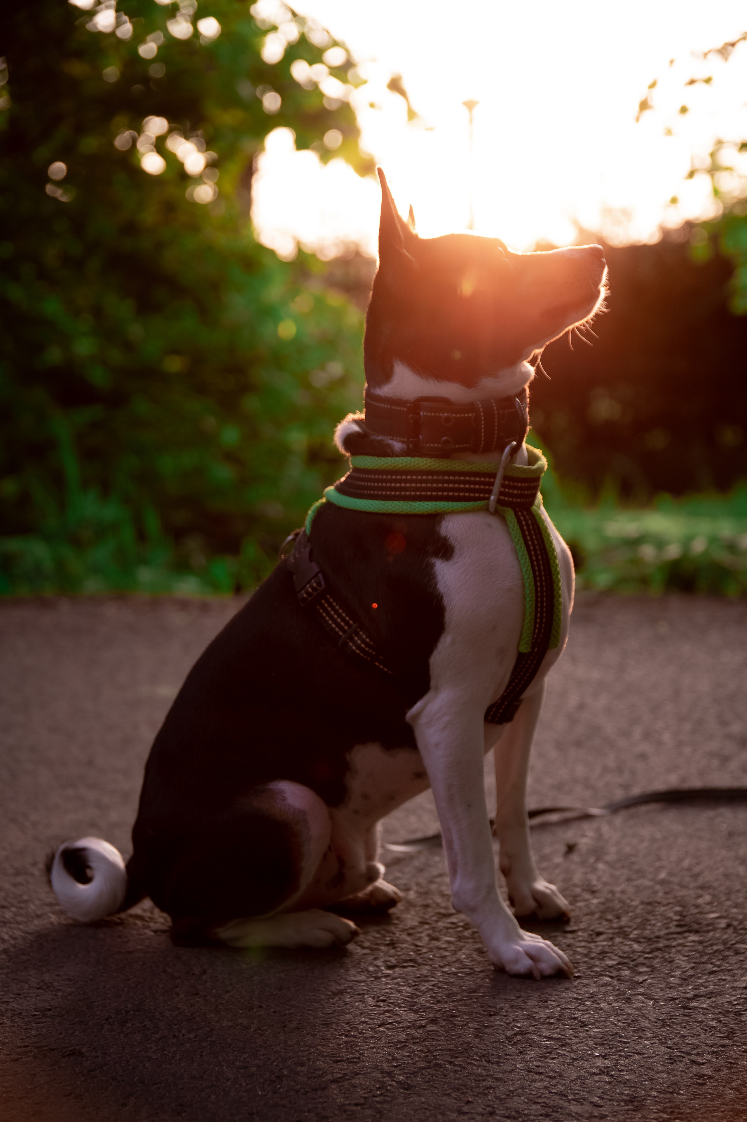 Собаки. Фотограф-анималист в Санкт-Петербурге Анастасия Иванова