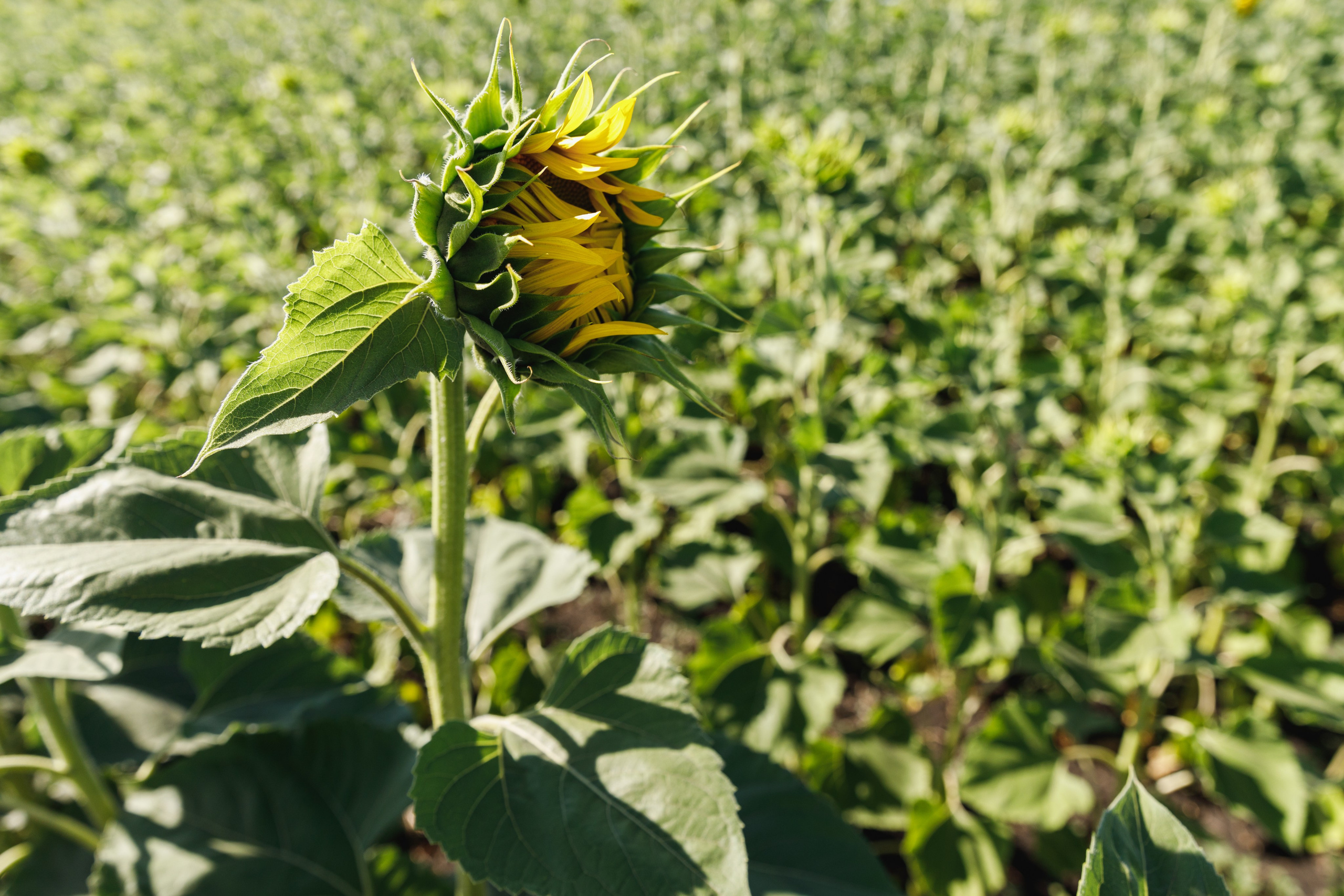 BASF. Конференция 2024. Фотограф Липецк. Фотограф в Липецке Татьяна Минаева. Портретный фотограф Липецк. Свадебный фотограф Липецк. Бизнес фотограф Липецк