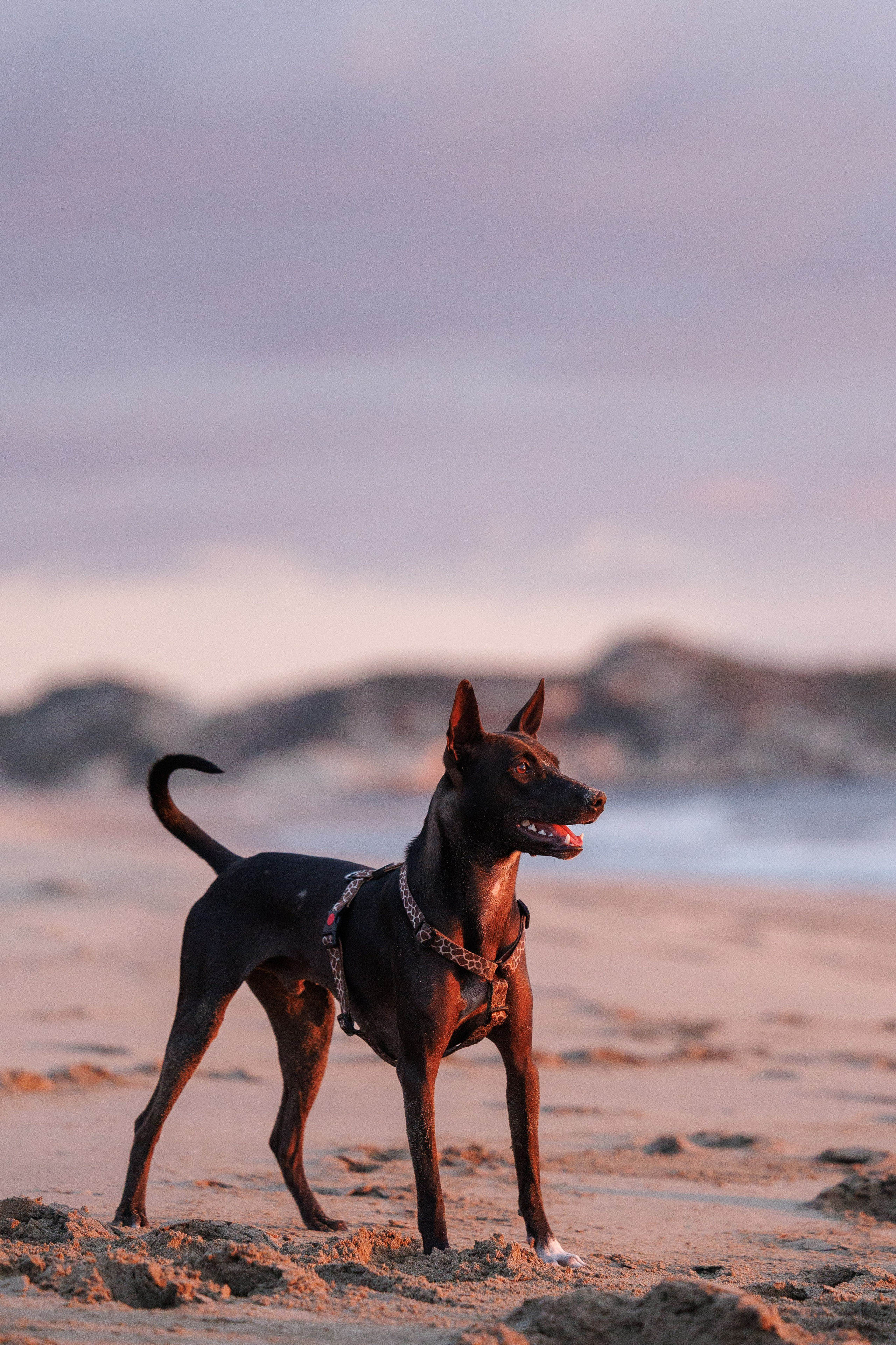 Финик. Фотограф анималист в Казани Алина Сулейманова. Фотограф животных