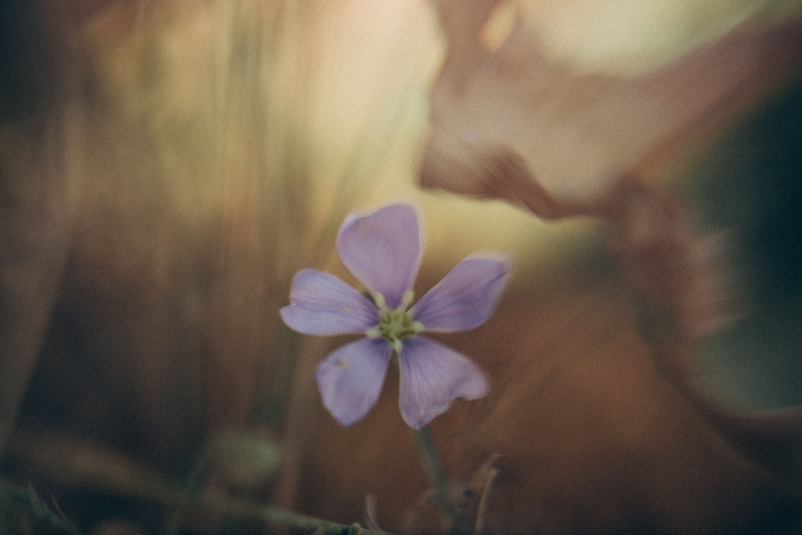 Сергей и Николь. Семейный фотограф Анапа