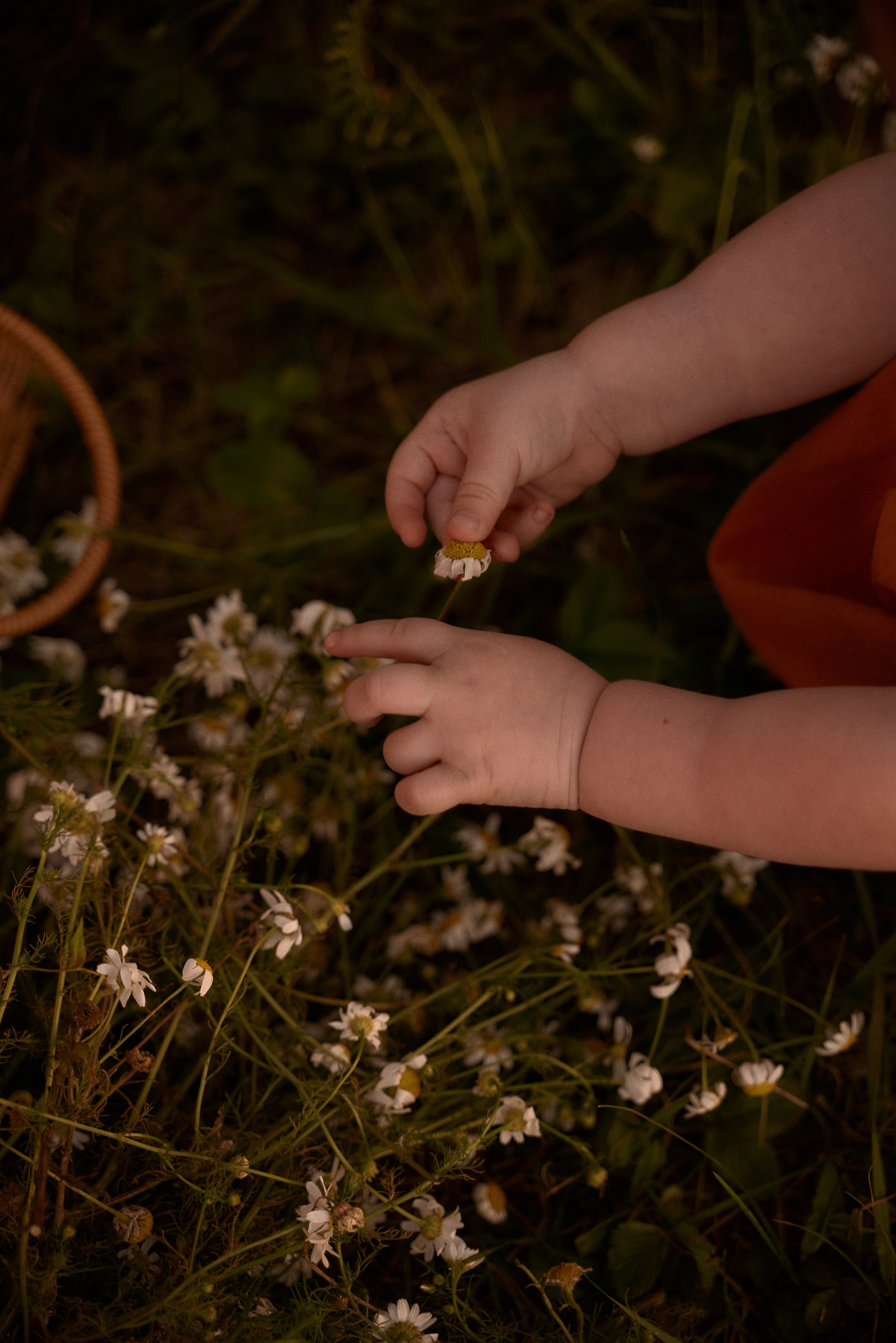 Ромашковая история. Семейный фотограф в Воронеже
