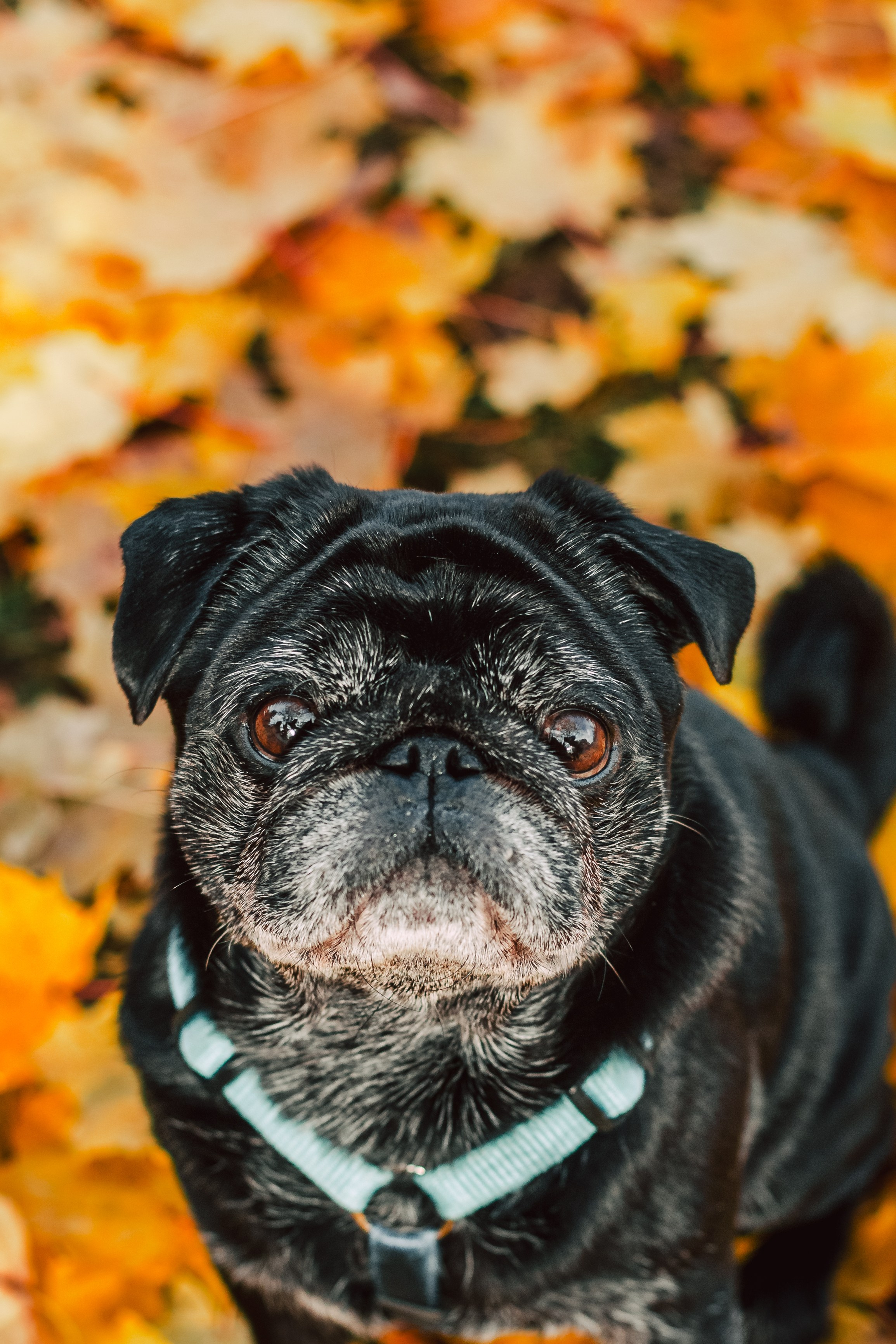 Оля, Харви, Луис. Фотограф-анималист Татьяна Степанова