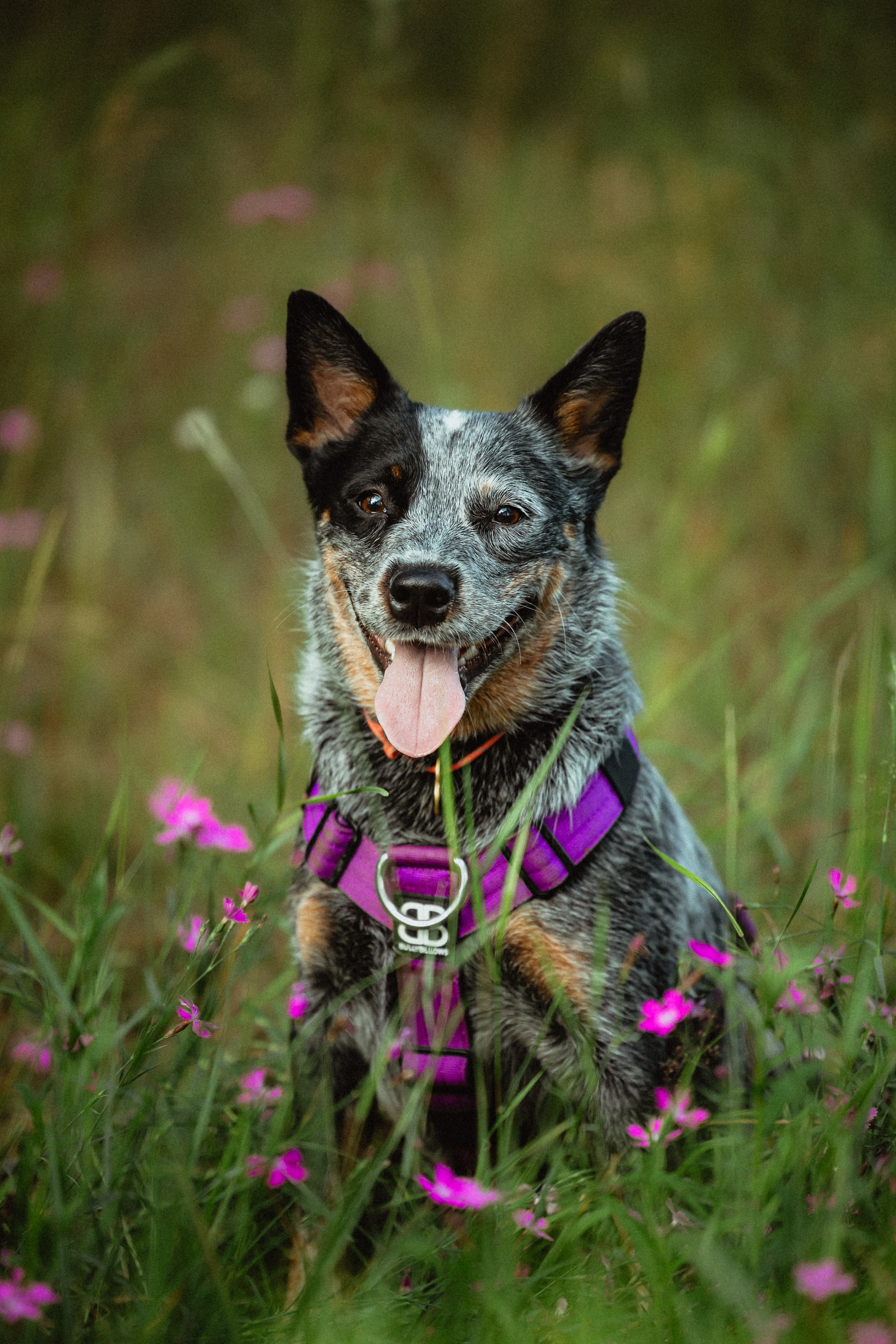 Выездной дог-тренинг от школы «Шерсть имею»