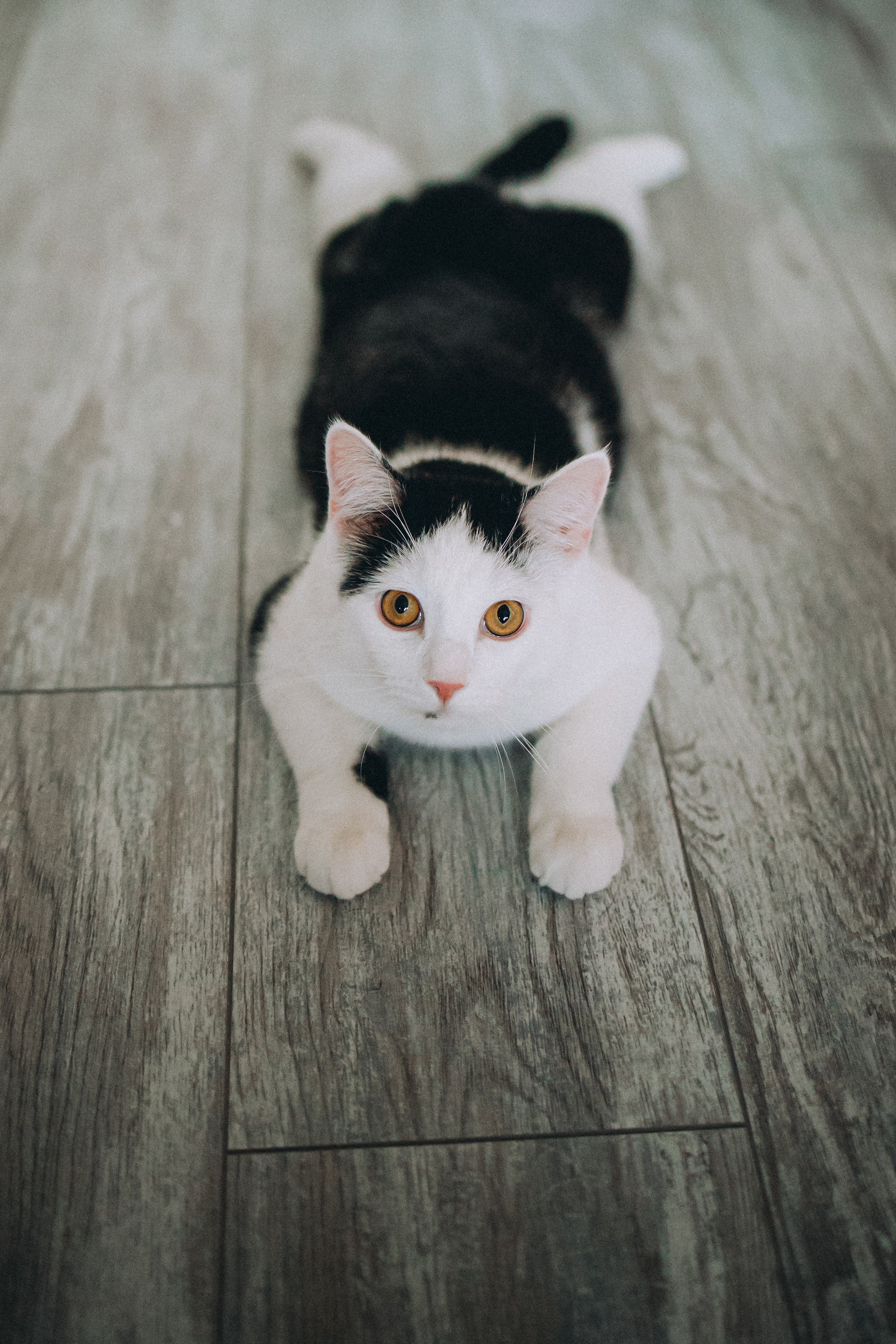 Рыся, Кепа и их семья