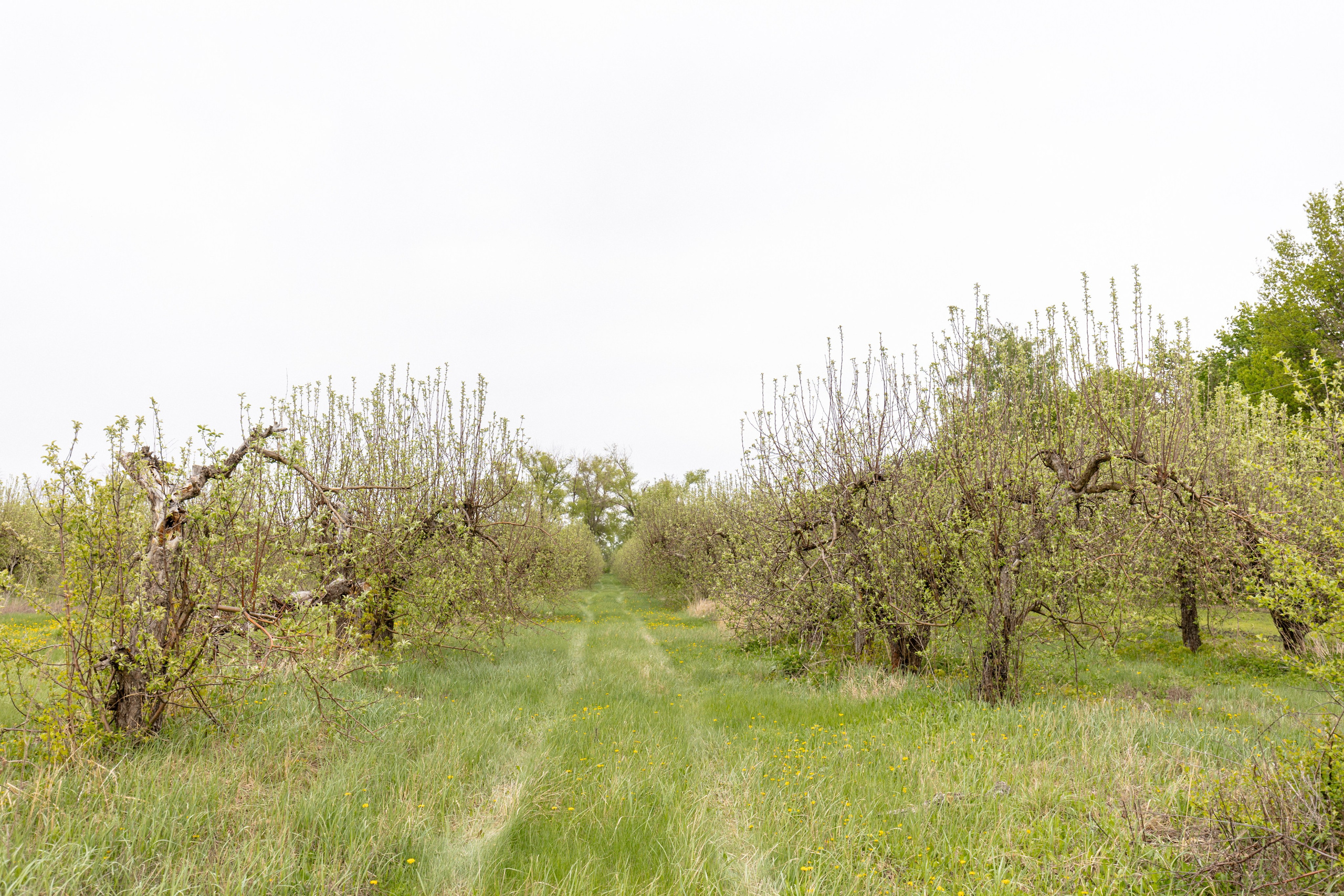 Приусадебный участок. Владислав Волков | Фотография и видеосъемка в Воронеже