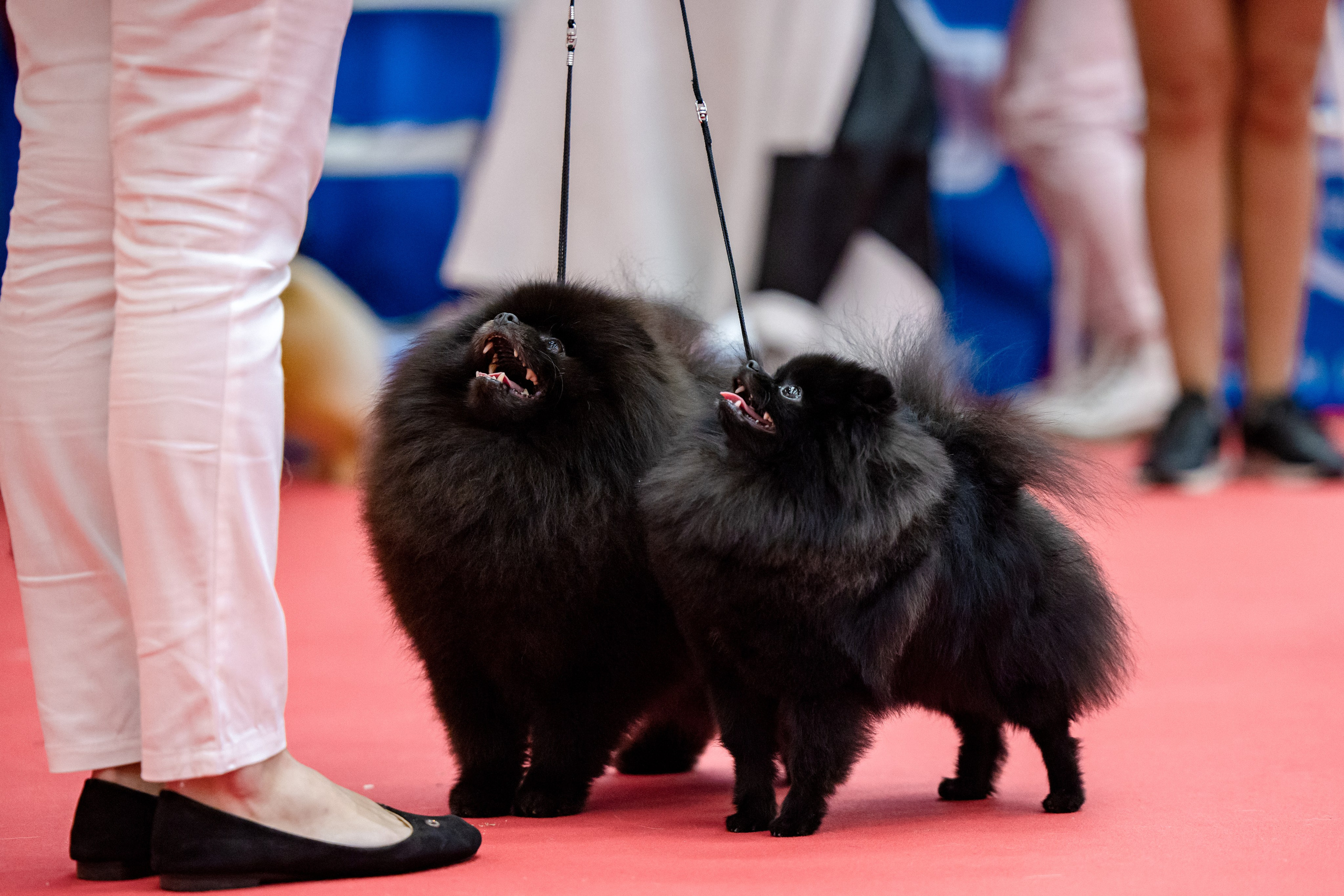 Нижний Новгород 21-22.10.2023. Фотограф-анималист Юлия Германика