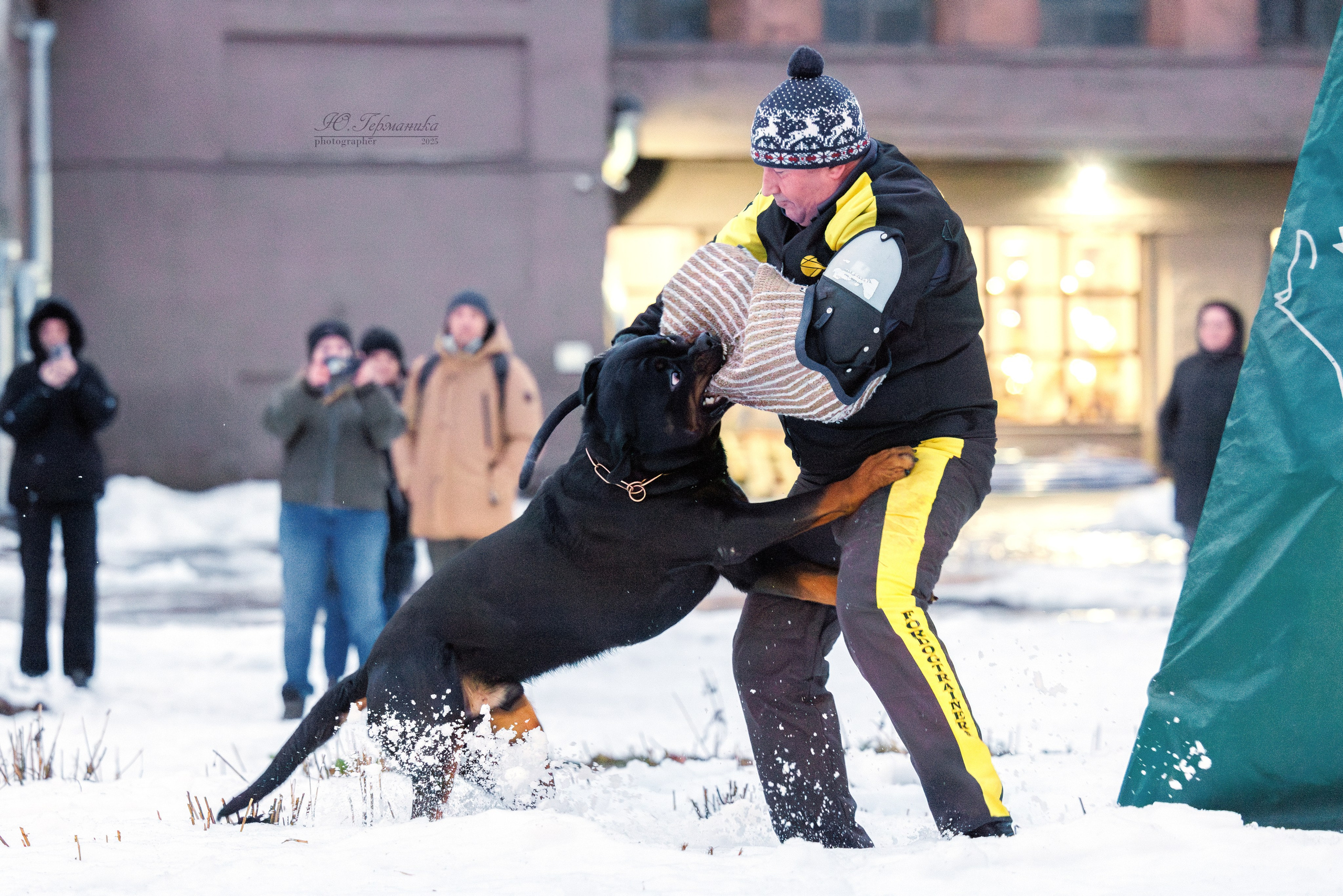 Питер ротвейлеры 18.01,Крокус 19.01.2025. Фотограф-анималист Юлия Германика