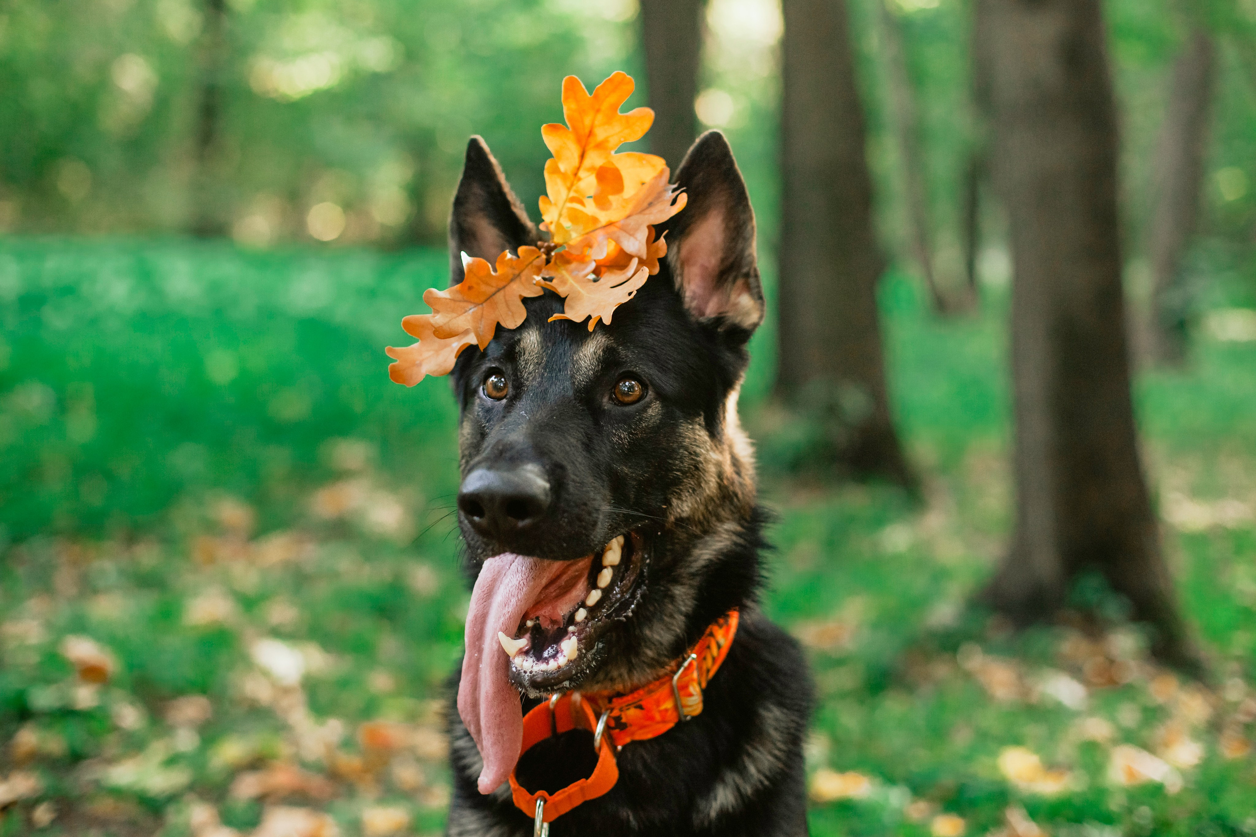Илай. Фотограф-анималист Татьяна Степанова