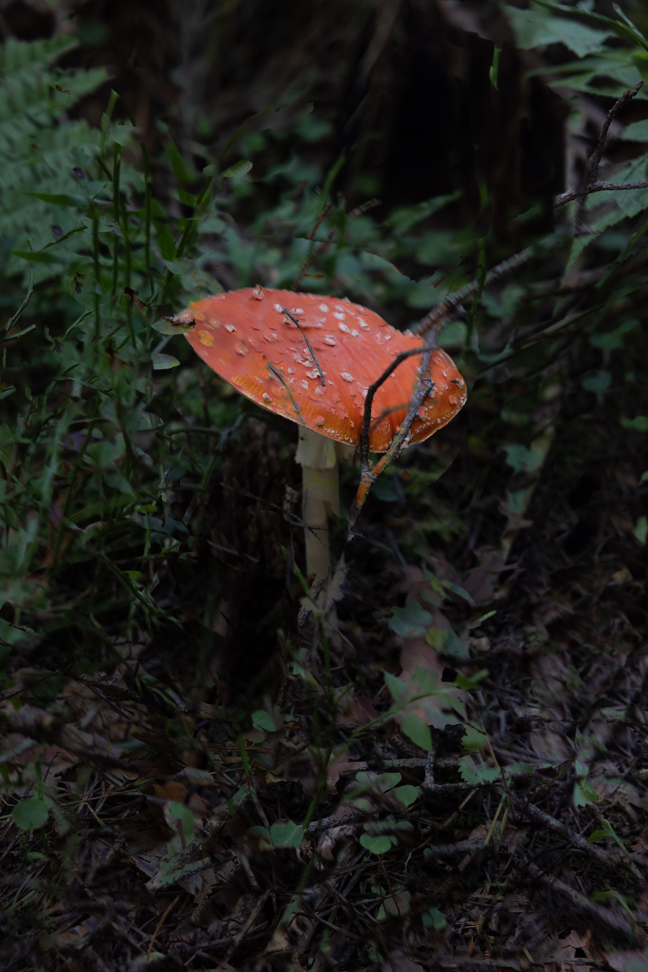 Art prints. Фотограф алина стерхова, алина стерхова фотограф, фотограф москва
