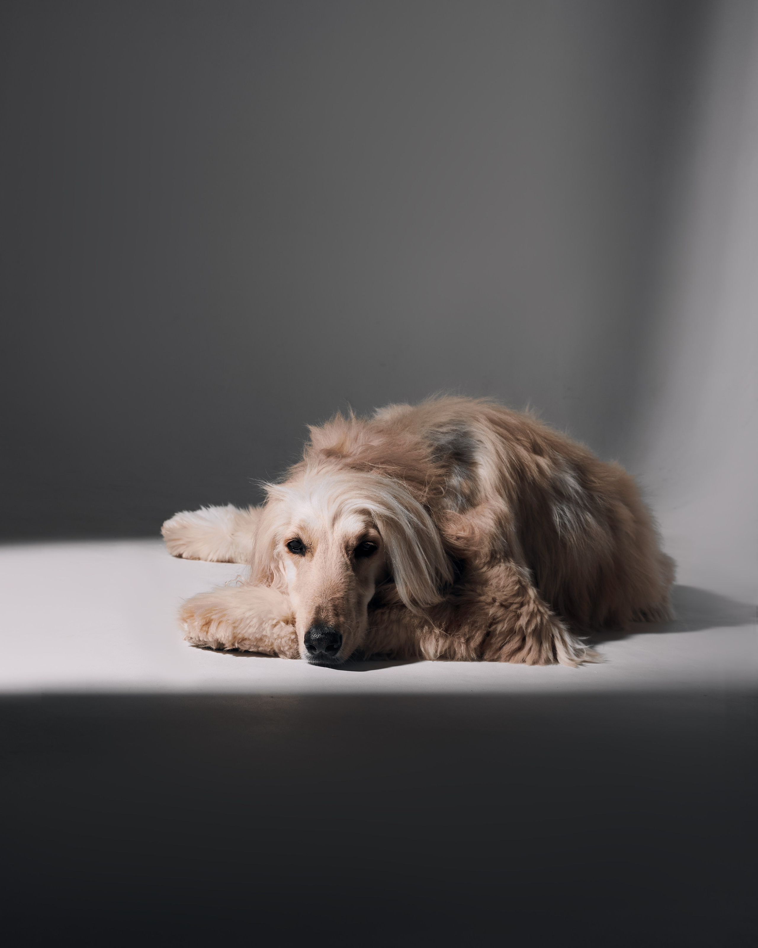 Животные отдельно