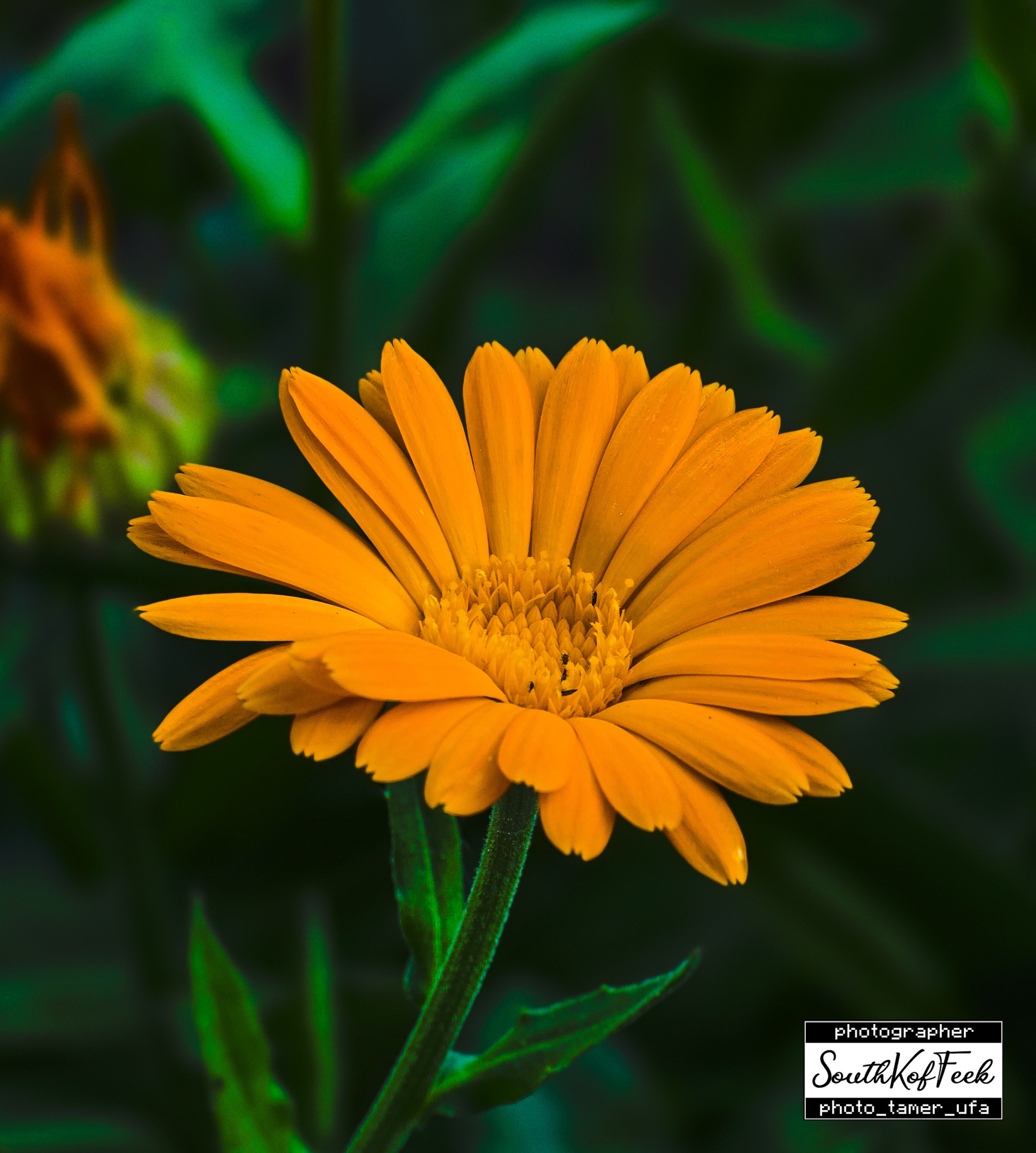 Цветы?. Photo Tamer Ufa