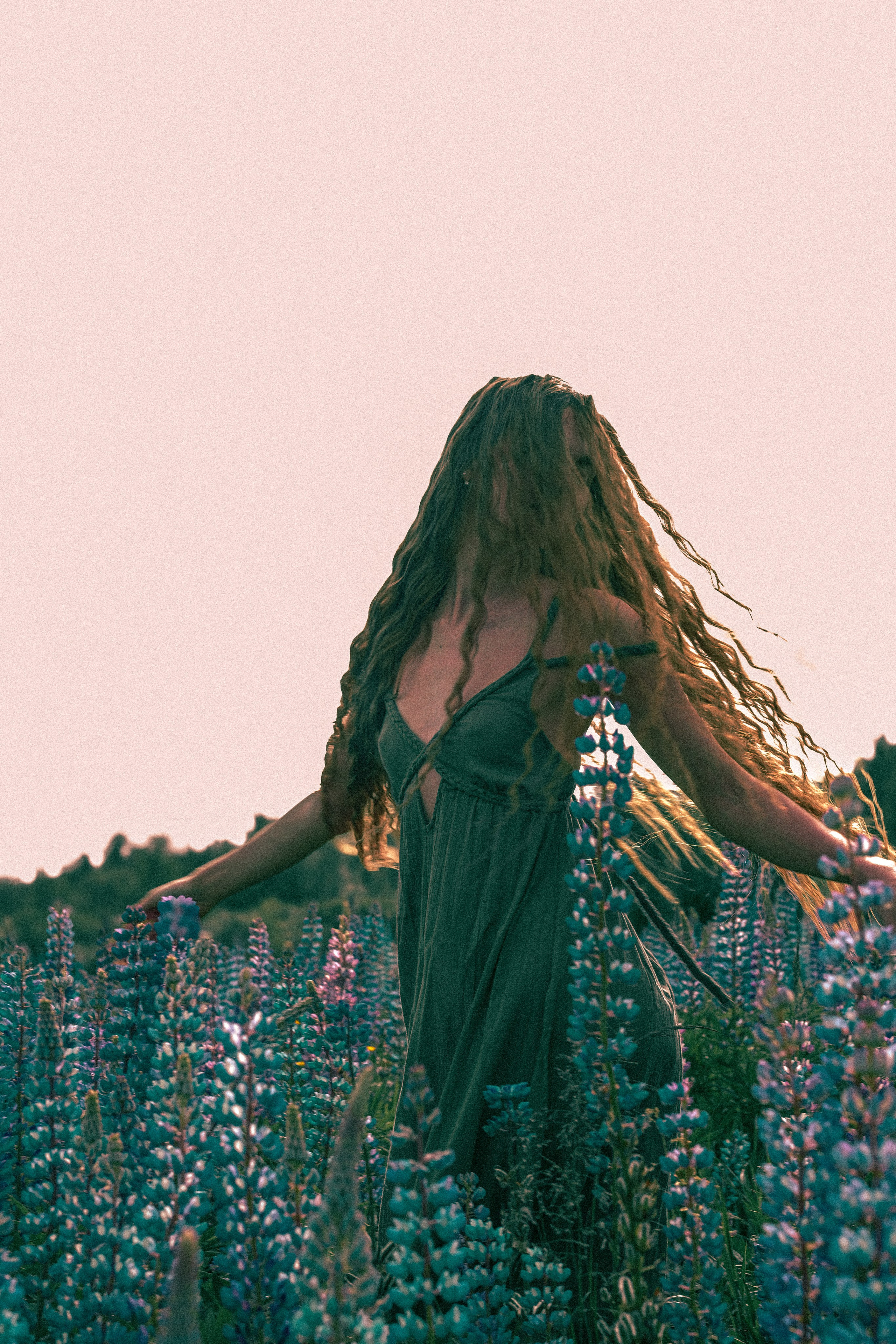 Люпины. Художественный фотограф СПБ, Дубай