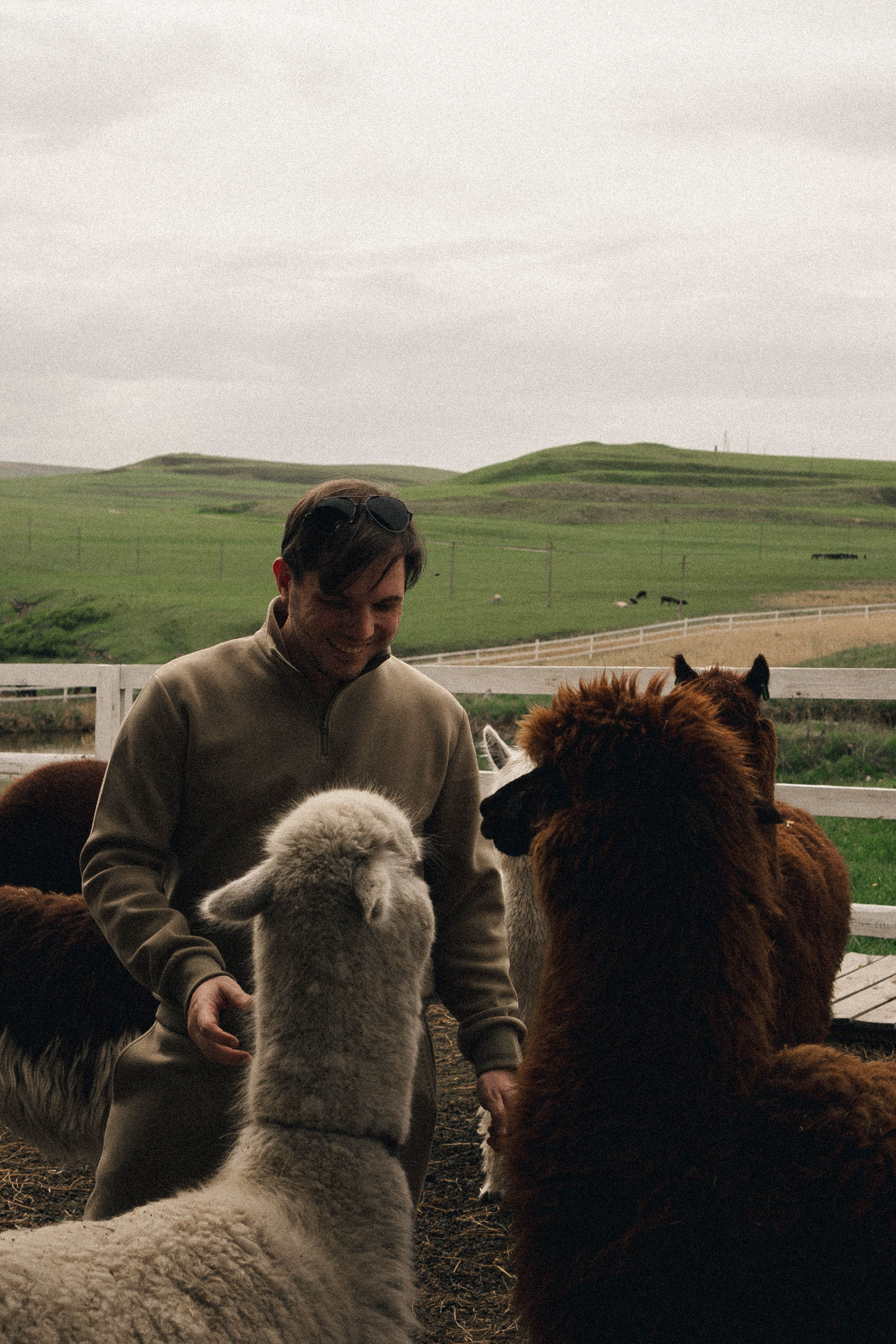 Ферма Альпак. Профессиональный фотограф, Санкт-Петербург — Виктория Богомолова