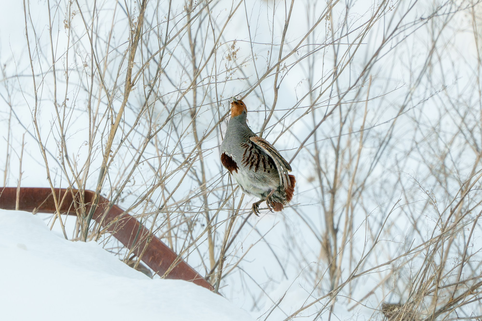 Удивительные мир птиц. Вокруг нас столько прекрасного — присмотритесь!. Ваш личный фотограф Марина Волкова