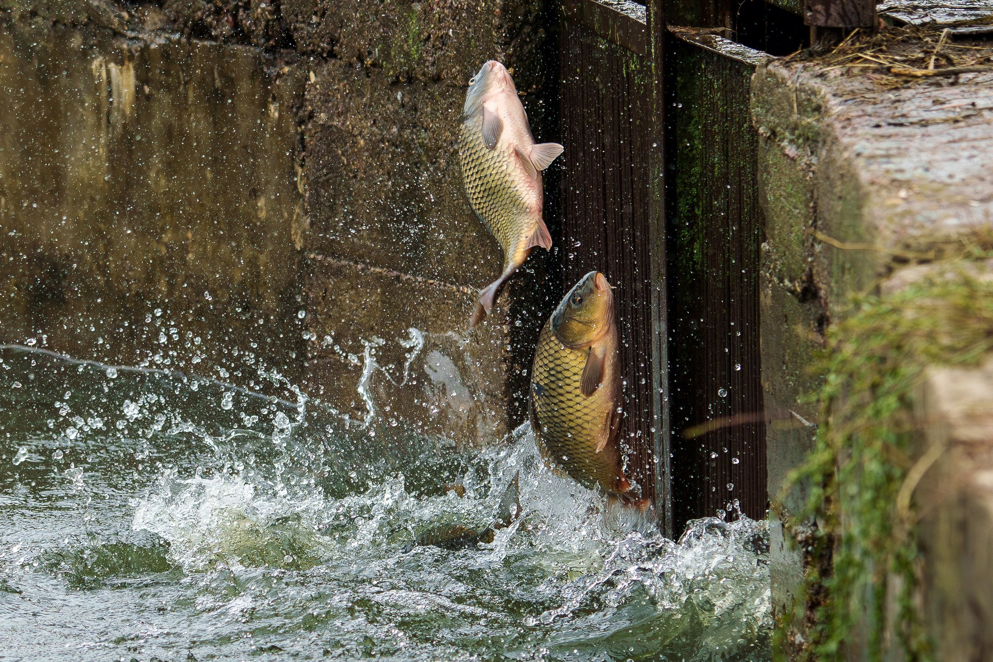 Животные. Ваш личный фотограф Марина Волкова