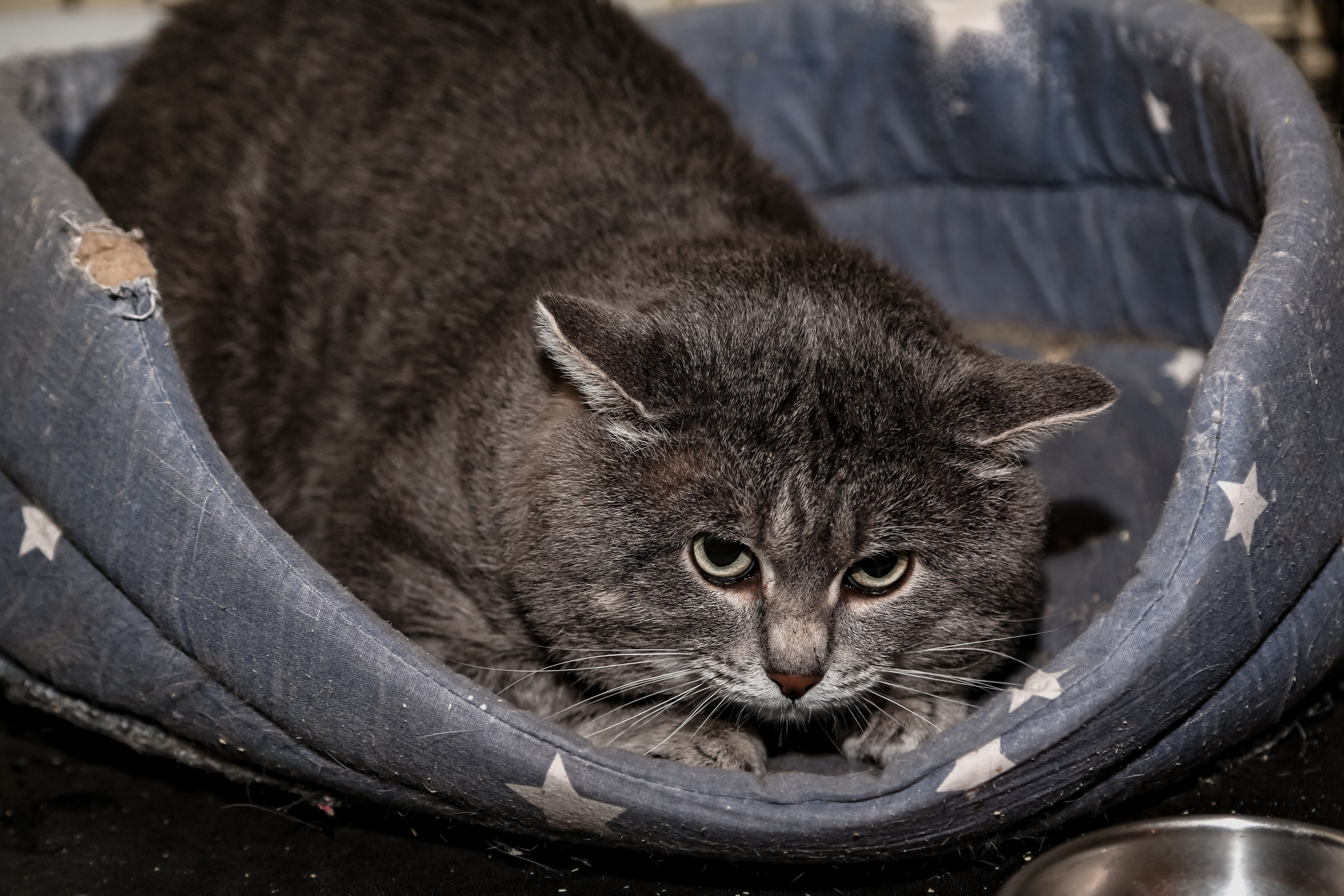 Приют Кошкин Дом Филимоша. Ваш фотограф в Оренбурге Рощупкина Екатерина