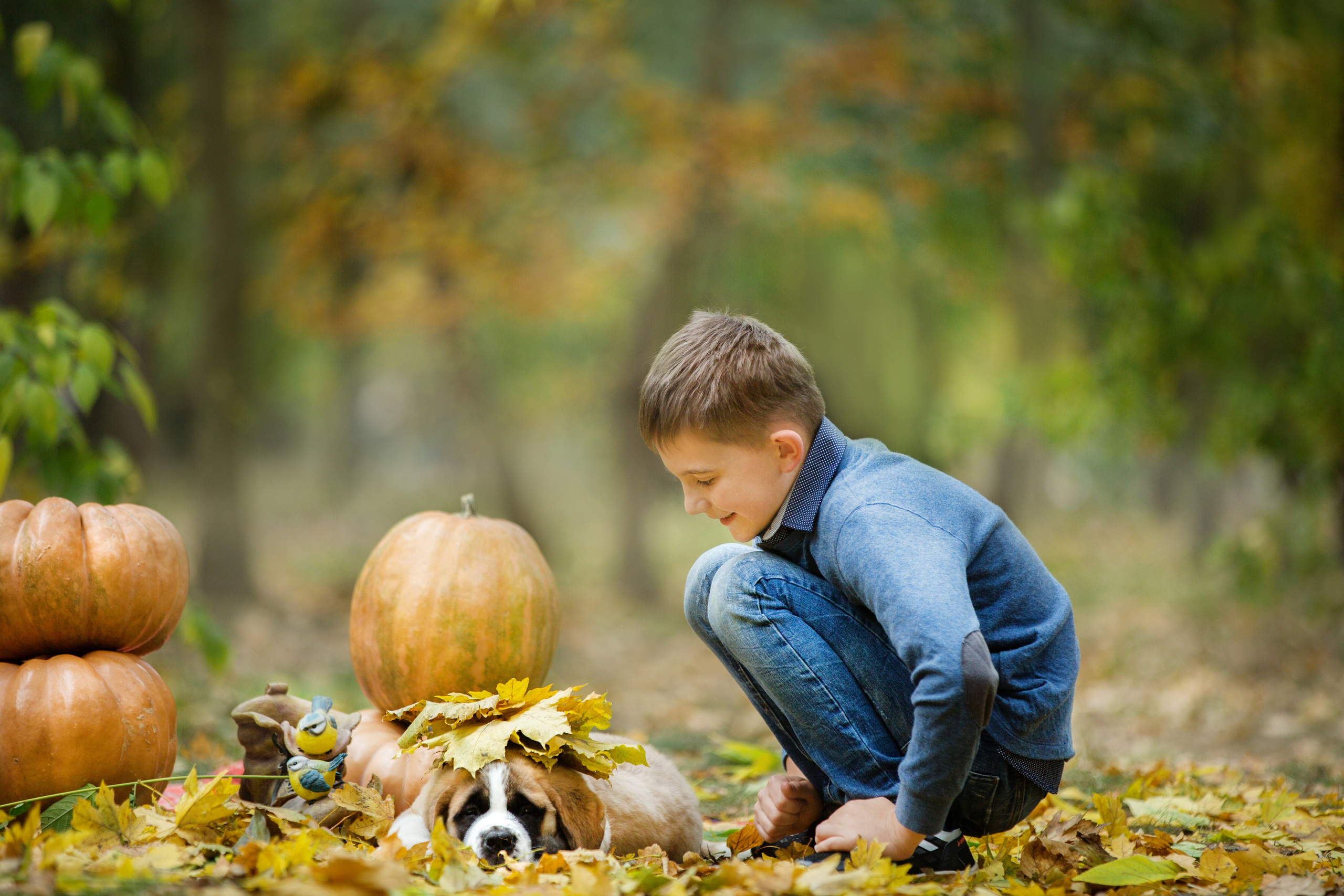 Щенки Сенбернары. Октябрь. Свадебный семейный и детский фотограф в Краснодаре Карина Федоровская